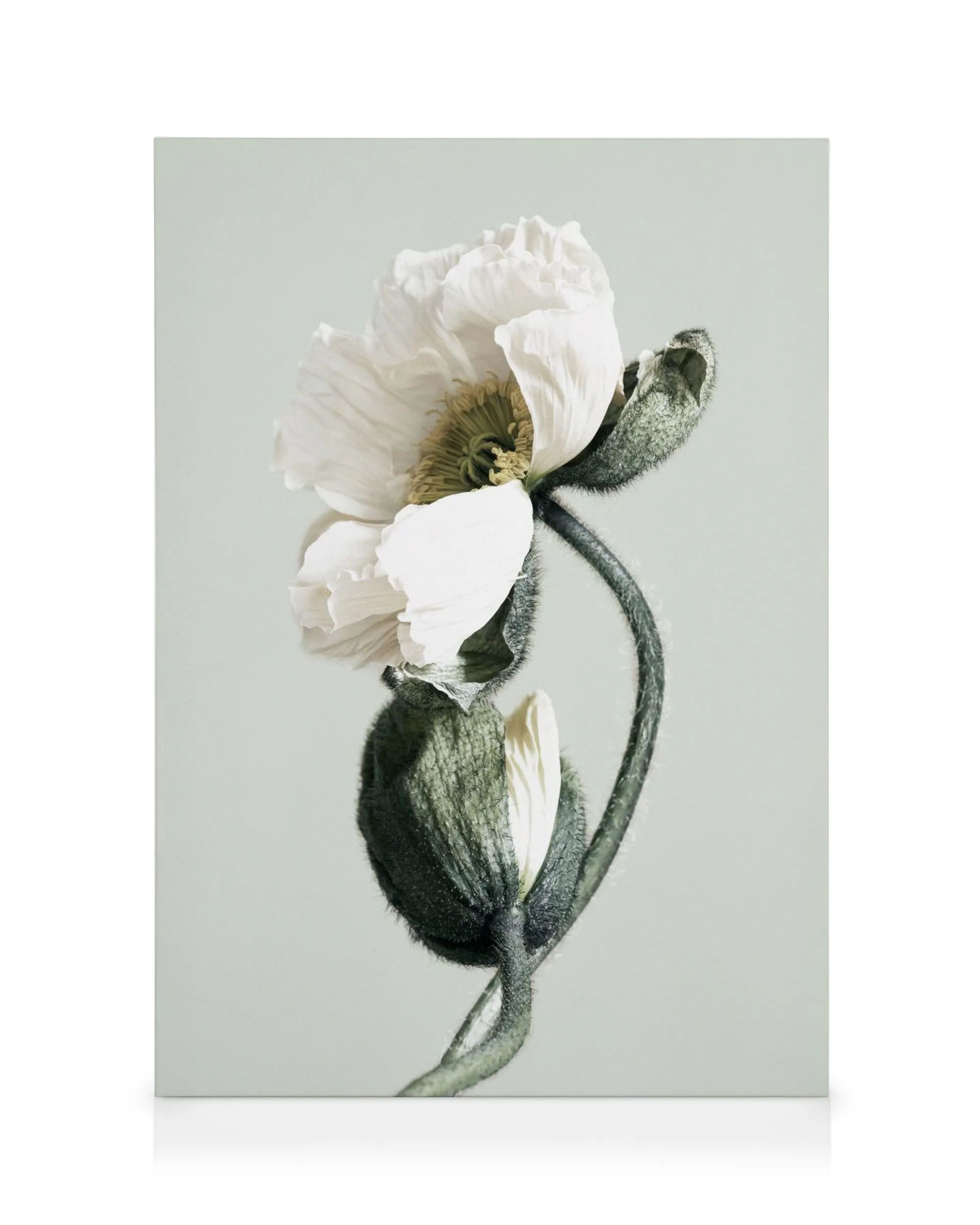 Valkoinen unikko kanvaasi, jossa on yksi auennut kukka ja kaksi nuppua vaaleanvihreällä taustalla. Kukan terälehdet ovat rypisty