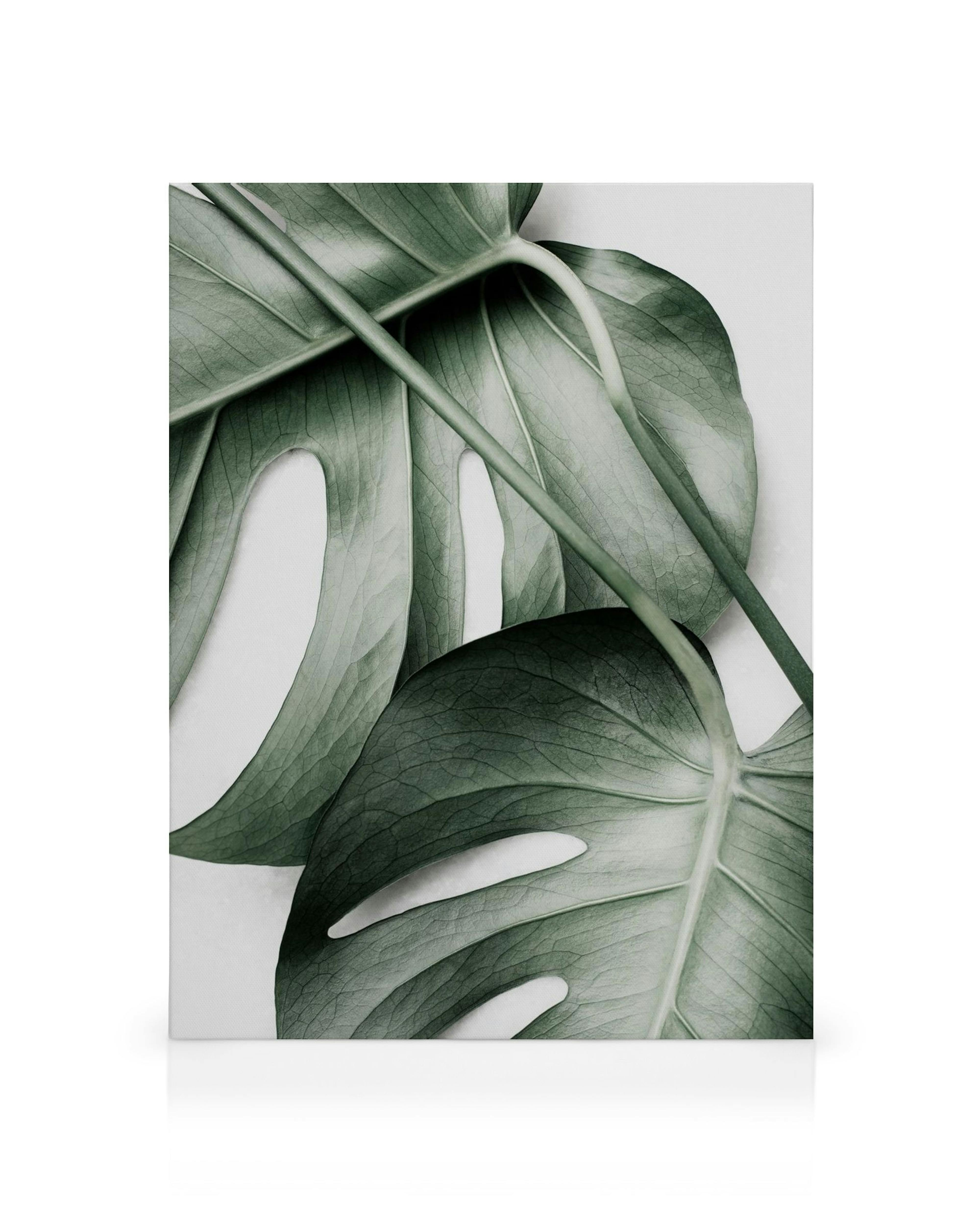 Monstera canvas met drie groene bladeren en stengels op een witte achtergrond, botanische decoratie