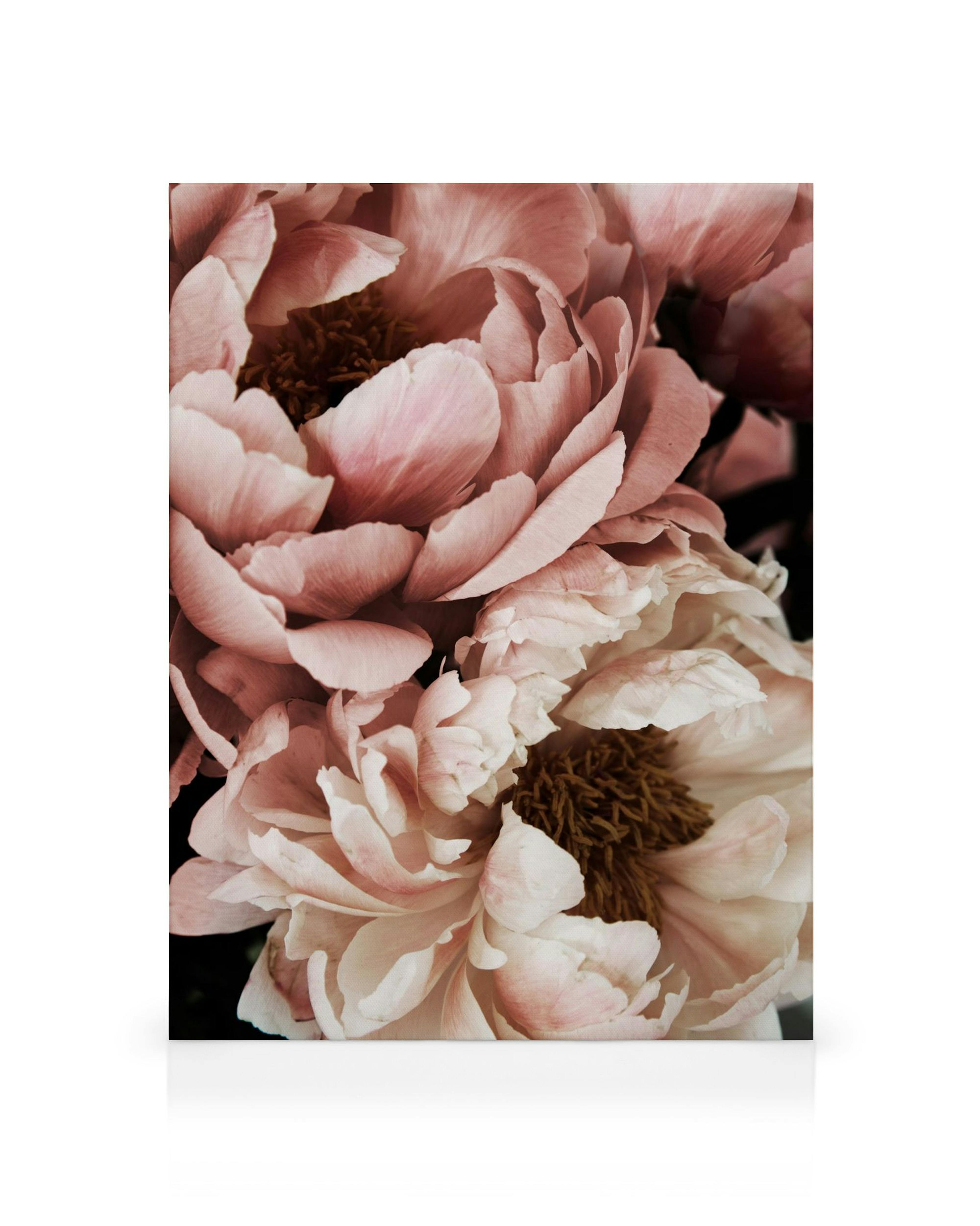 Lähikuva vaaleanpunaisista ja valkoisista pioneista, joissa on ruskeat keskustat, tummaa taustaa vasten.