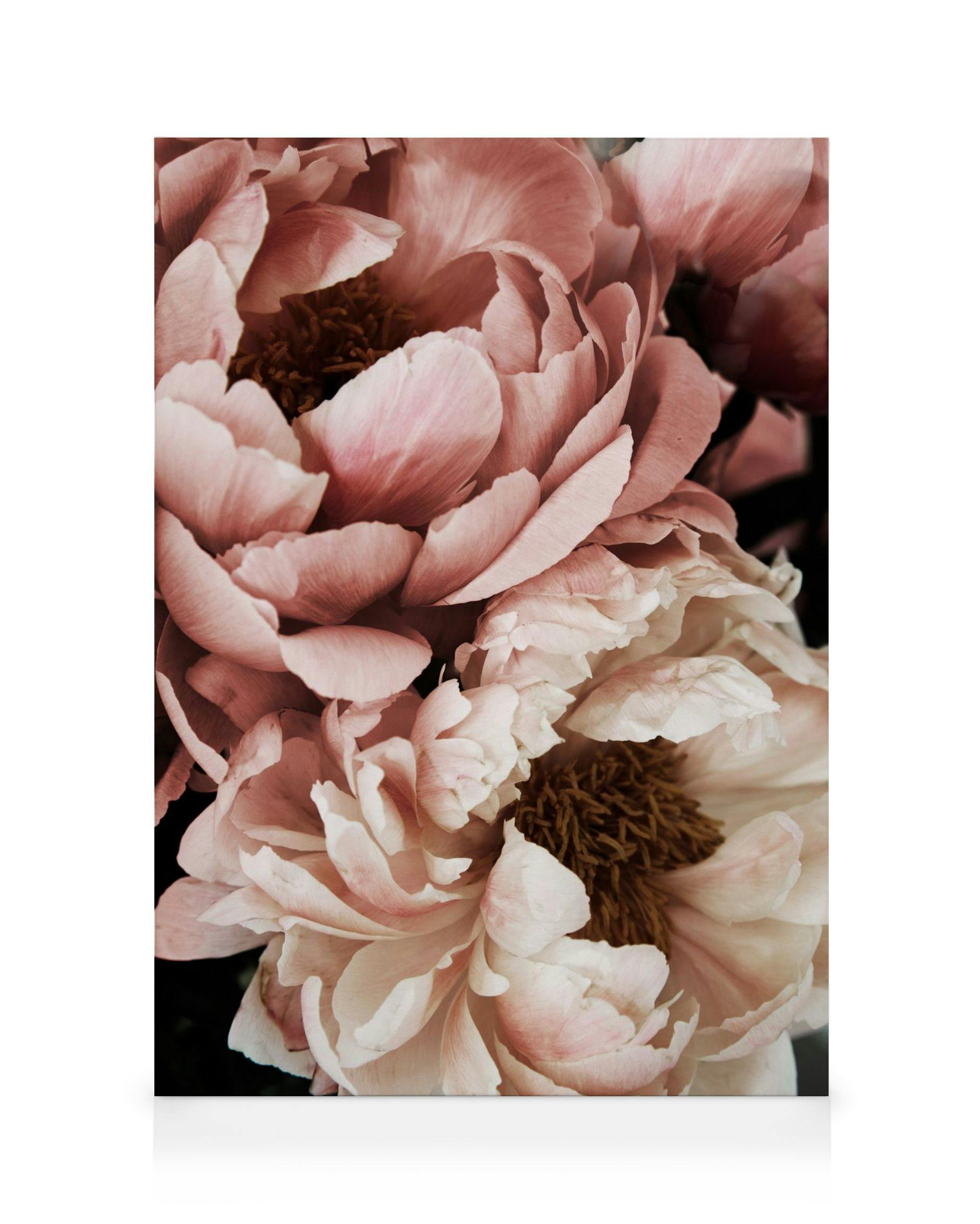 Close-up photo of a white and pink peony flower canvas print, soft botanical home decor.