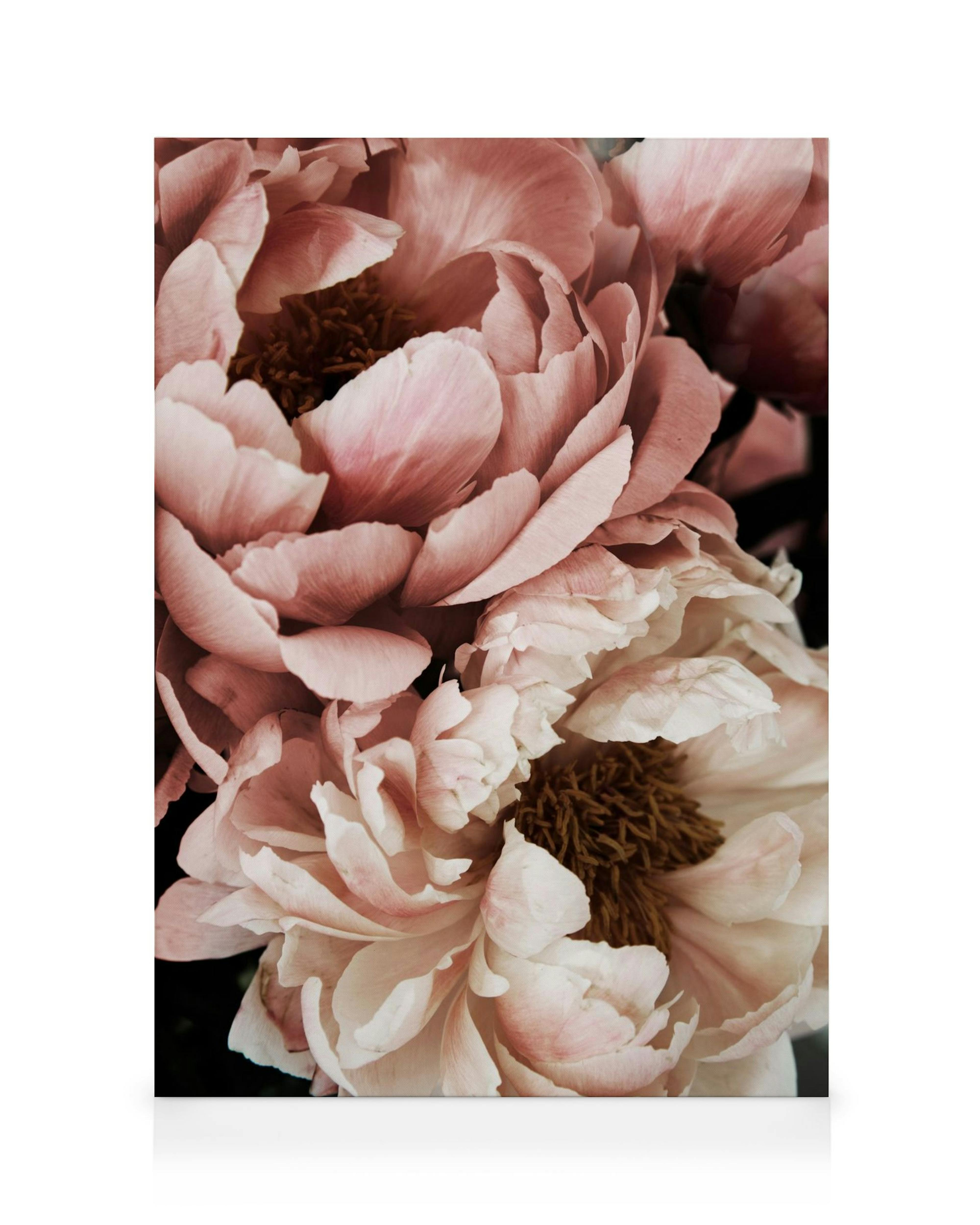 Close-up photo of a white and pink peony flower canvas print, soft botanical home decor.