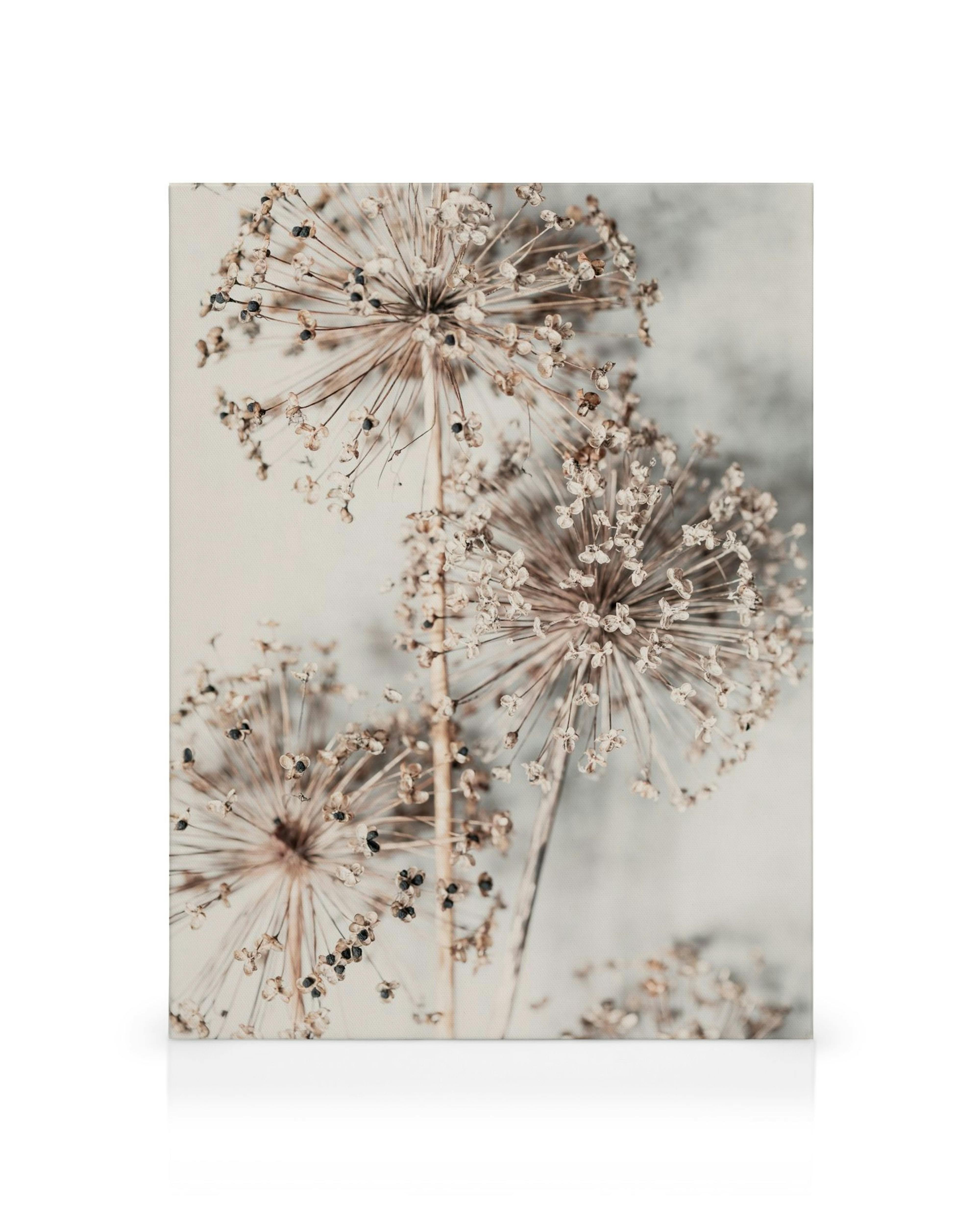 Autumn Allium canvas print showcasing dried allium flowers in light beige on a light background, botanical art.