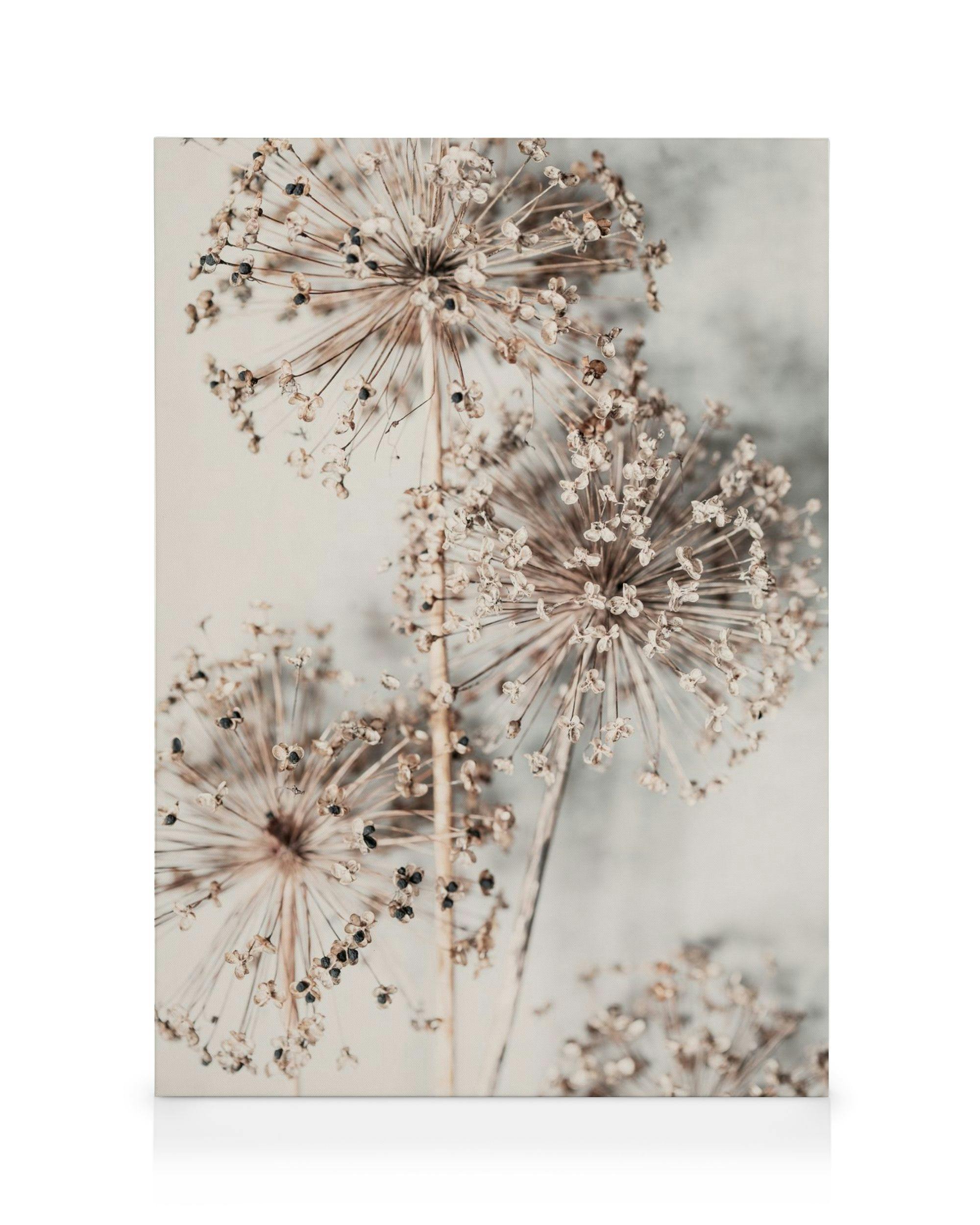 Autumn Allium canvas print showcasing dried allium flowers in light beige on a light background, botanical art.