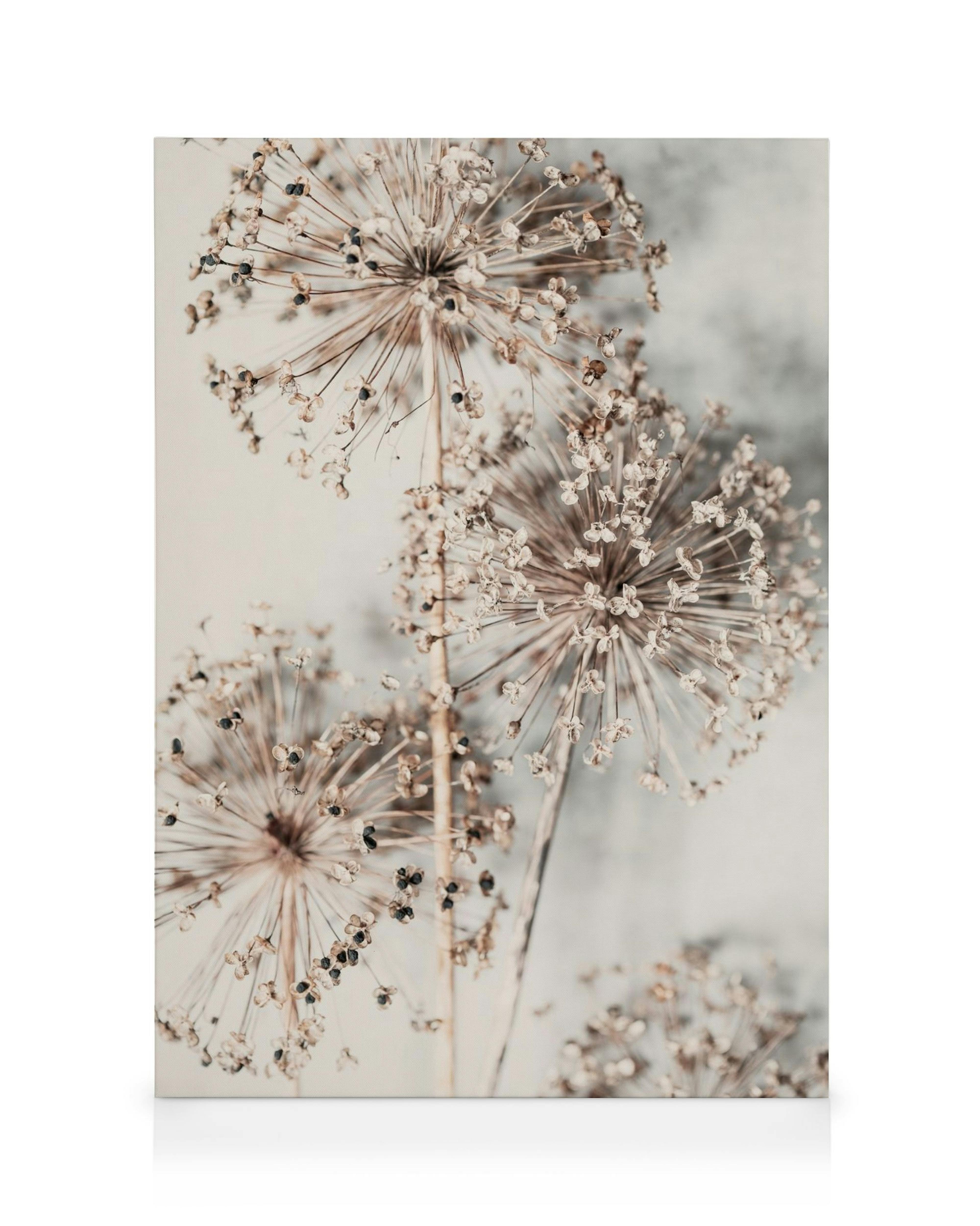 Autumn Allium canvas print showcasing dried allium flowers in light beige on a light background, botanical art.