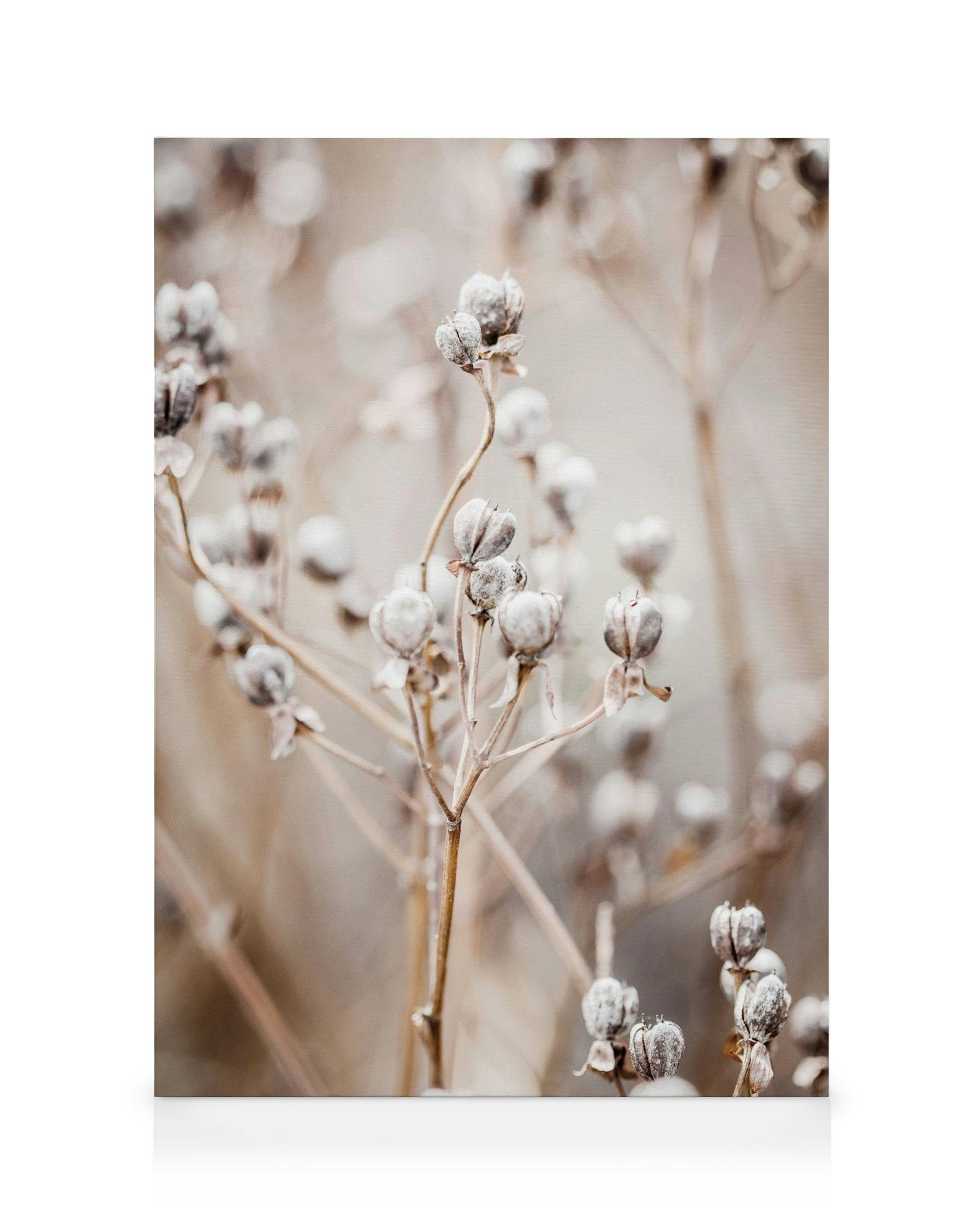 Autumn Nature canvas print with close-up of small round white flowers and a blurry background.