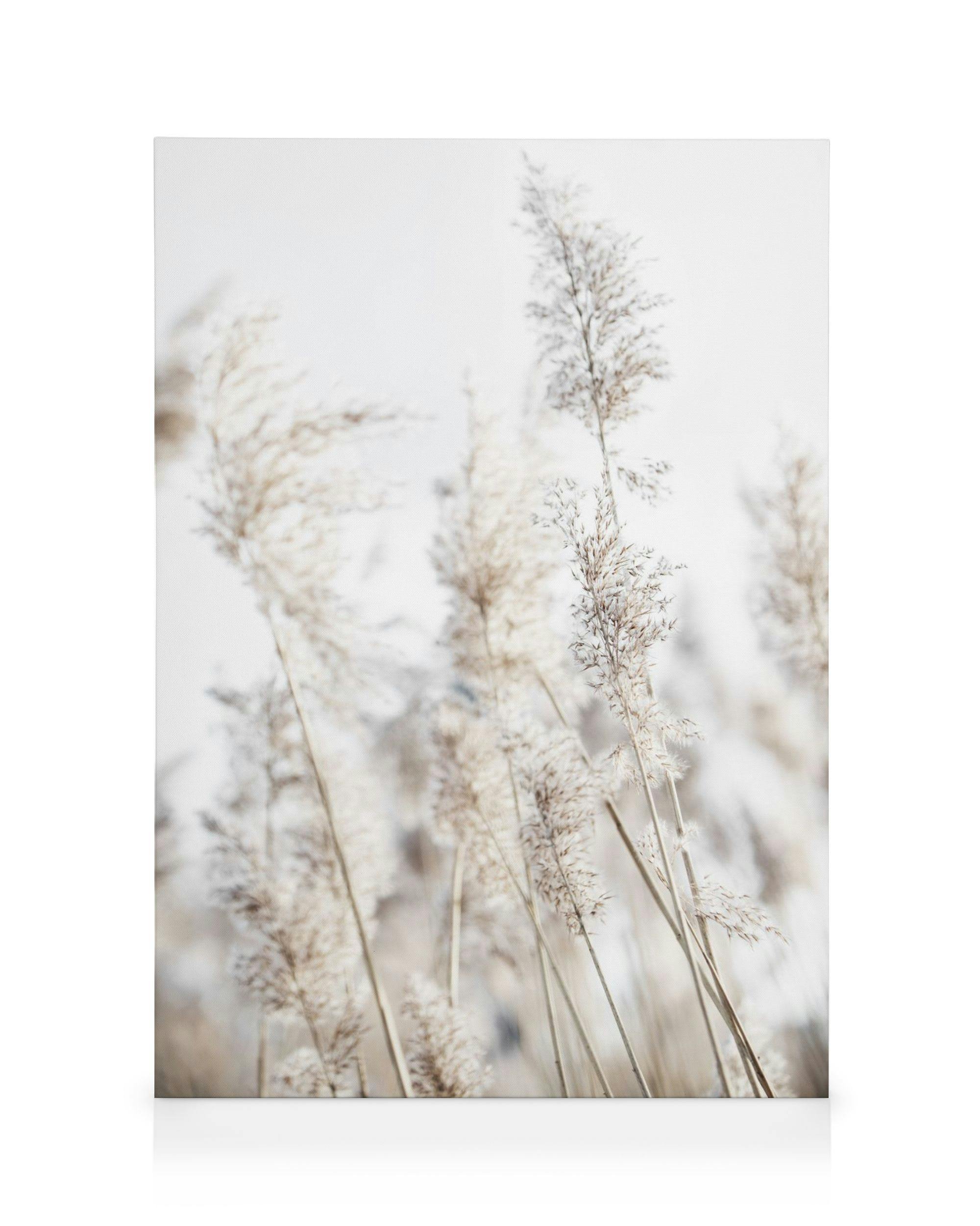 Canvas print of beige reeds flowing in the wind against a light blue sky, creating a soft nature scene.