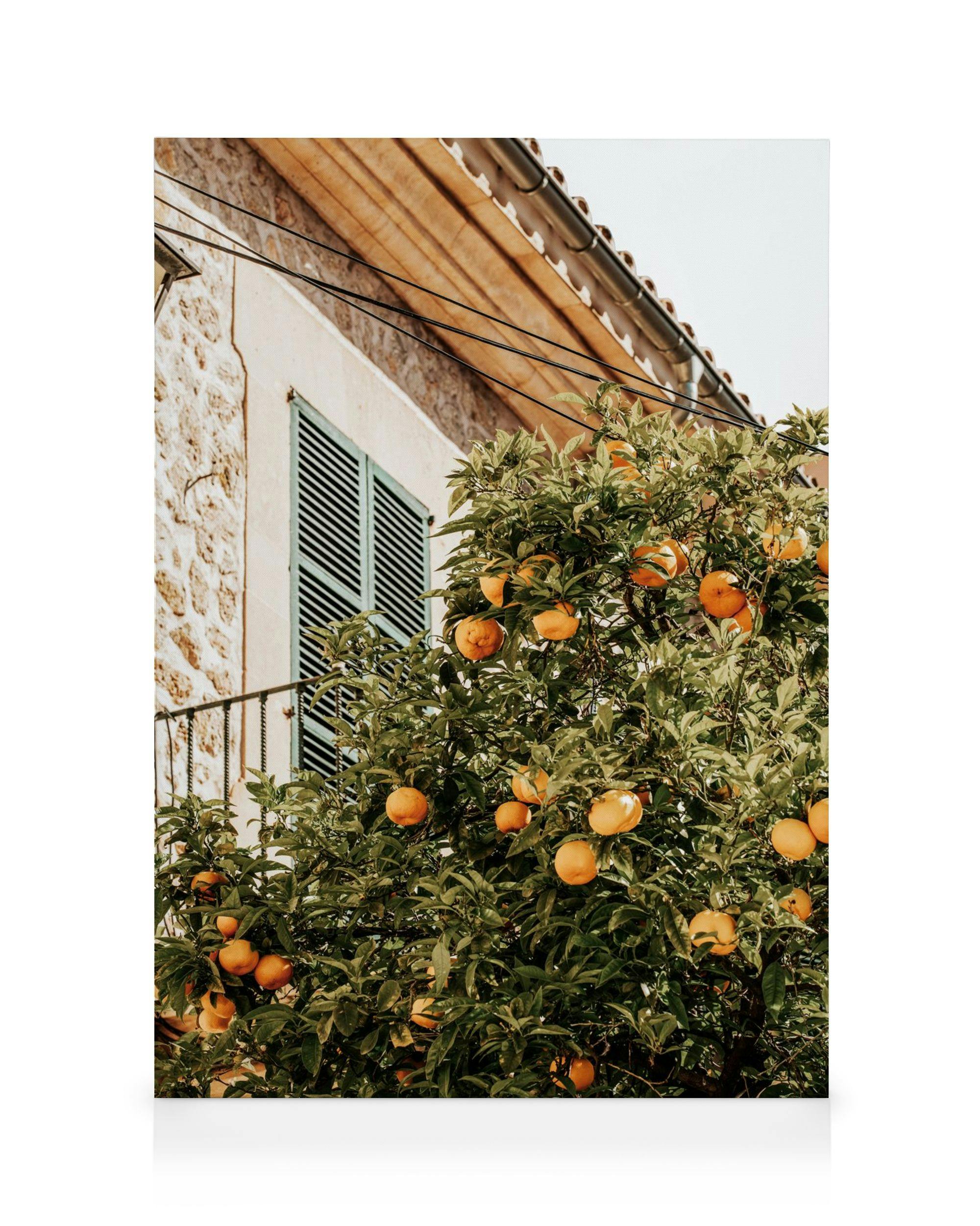 A canvas print of an orange tree with ripe fruit in front of a stone building with blue shutters.