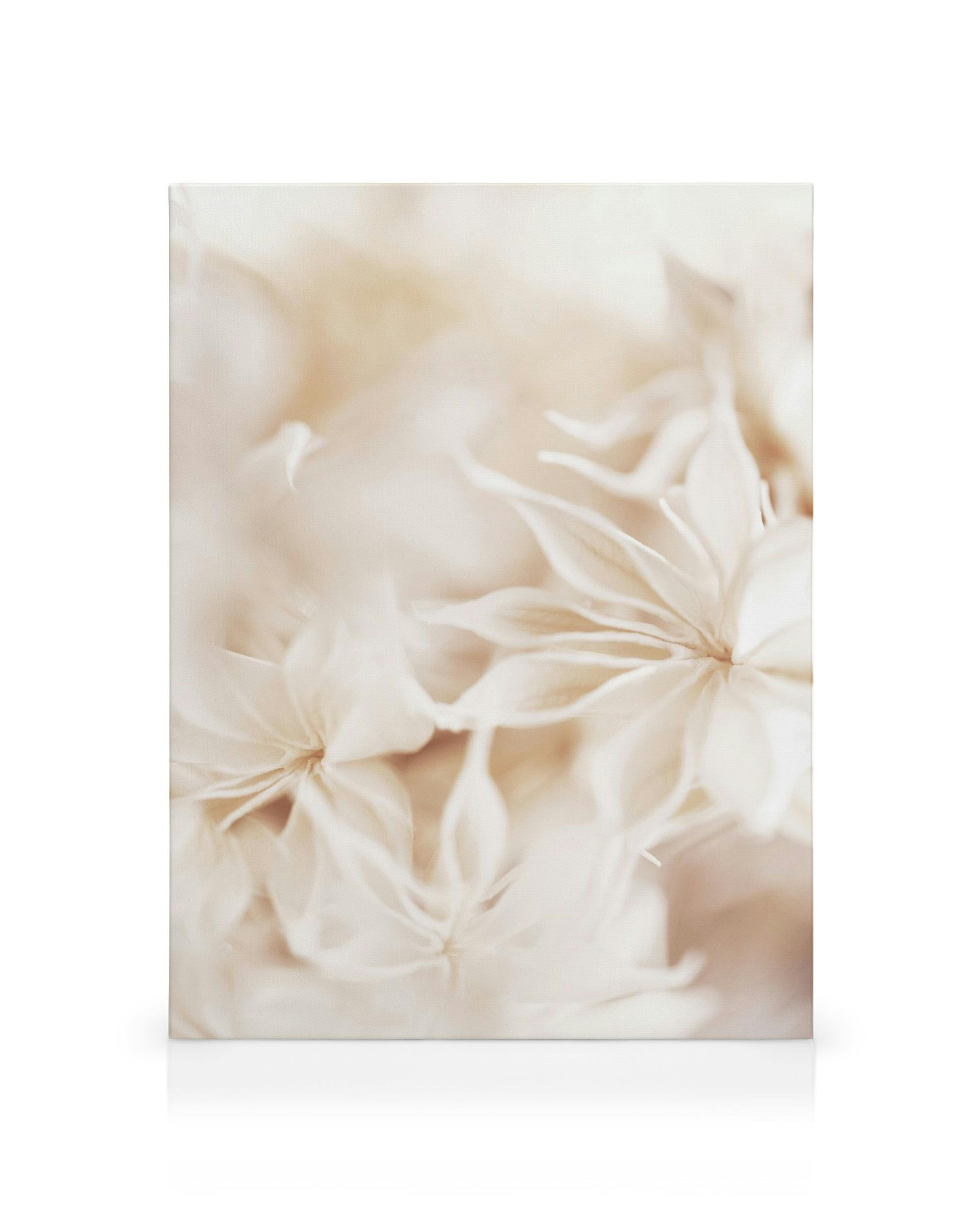 Dreamy floral bokeh canvas featuring soft, blurred cream and beige petals, creating a gentle, romantic aesthetic.