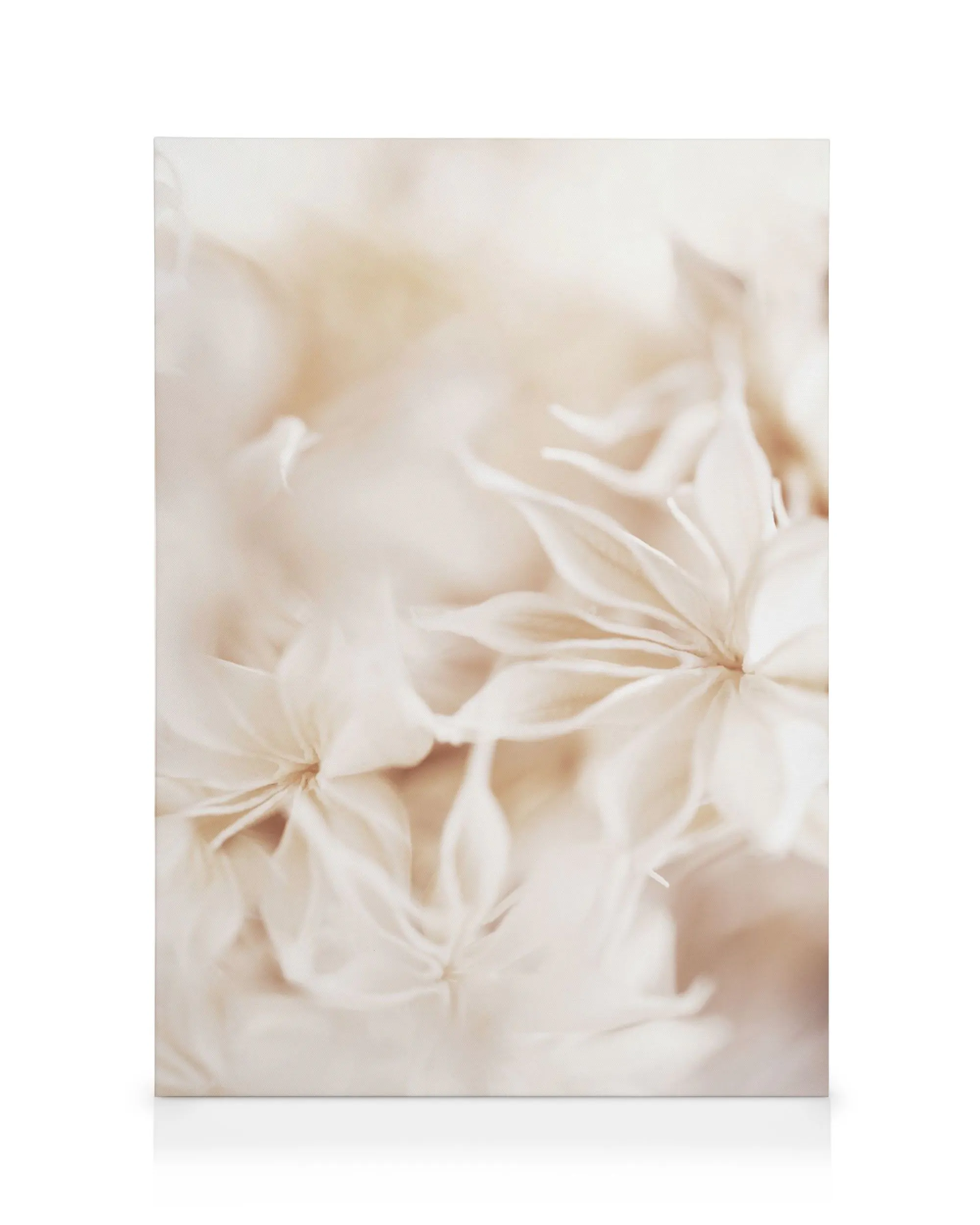 Florales Bokeh-Leinwandbild mit weichen, cremefarbenen Blüten, verschwommenem Hintergrund und warmen Beigetönen