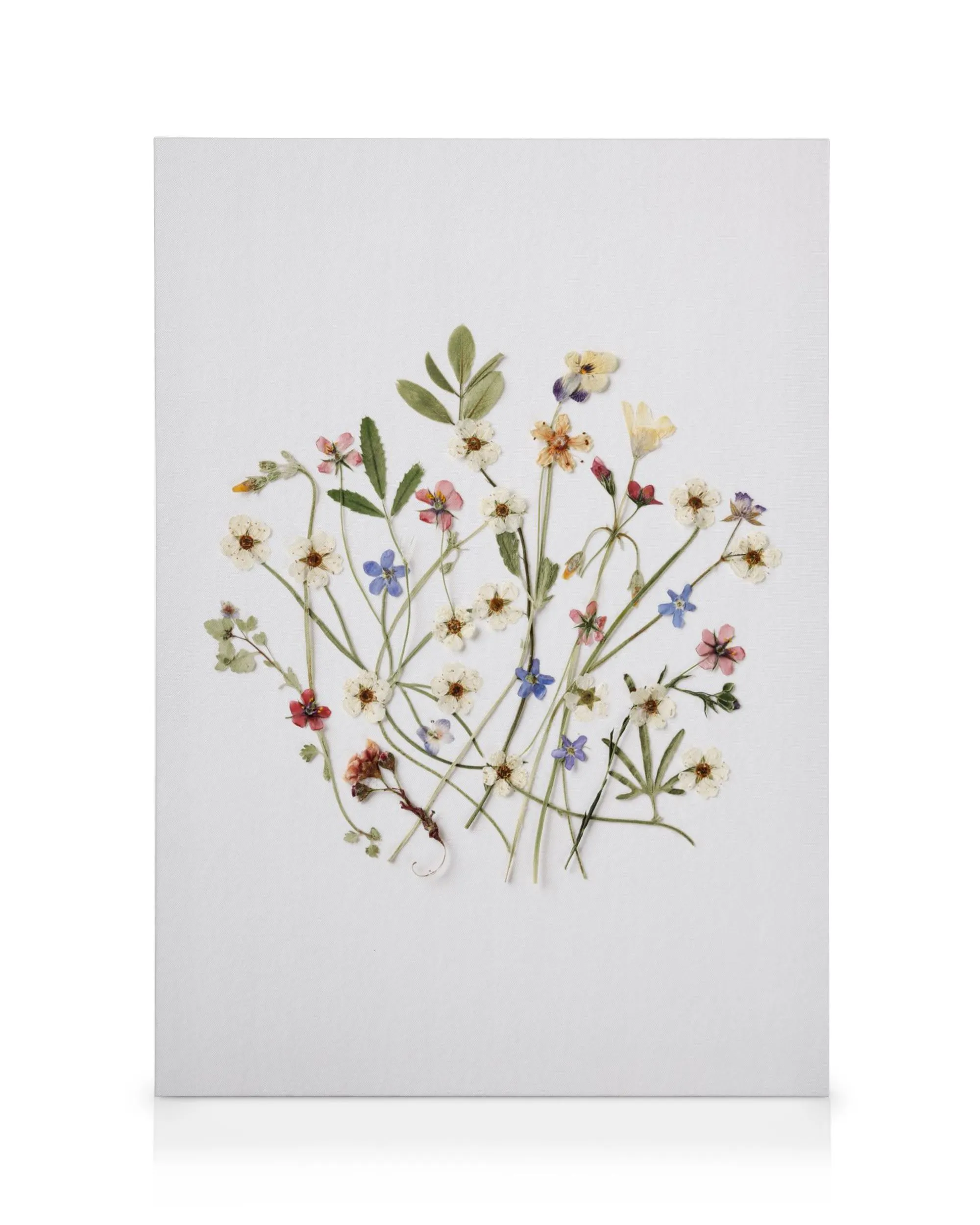 Quadro em tela com flores prensadas em rosa, azul, amarelo e verde, sobre fundo branco, arte botânica decorativa.