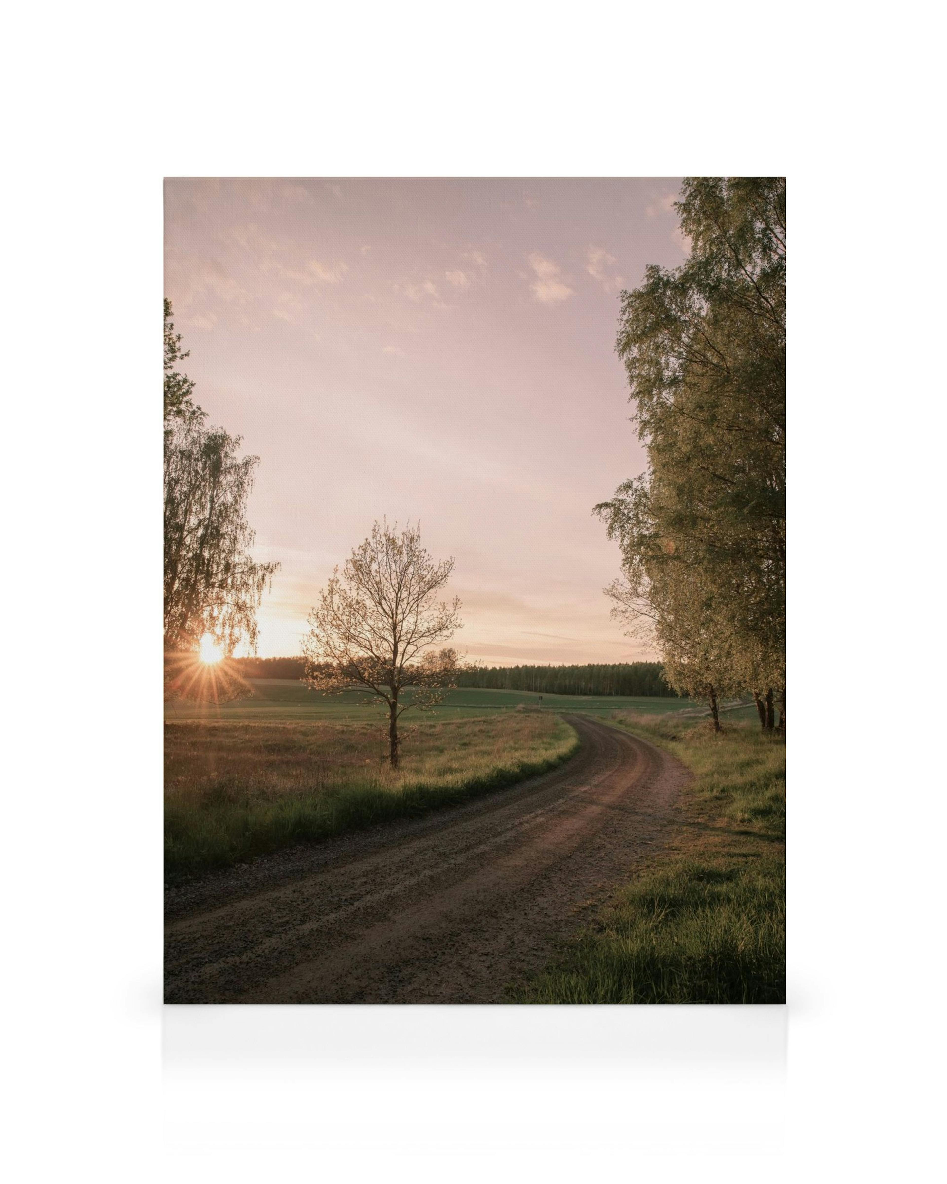 Sonnenuntergang auf einem Feldweg mit Bäumen und strahlender Sonne, Naturlandschaft