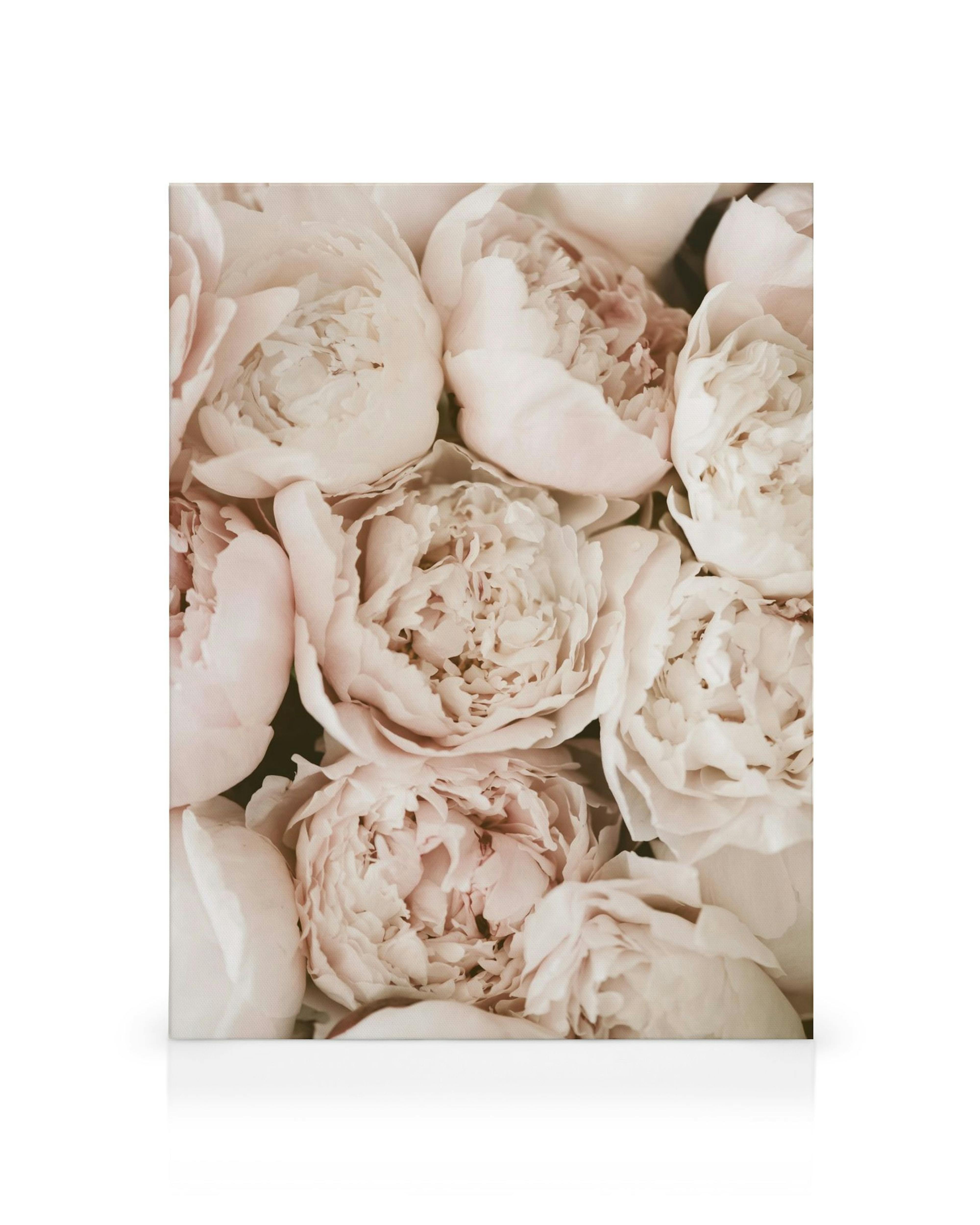 Canvastavla med närbild av ljusrosa pioner med mjuka kronblad i full blom, fyller hela bilden.