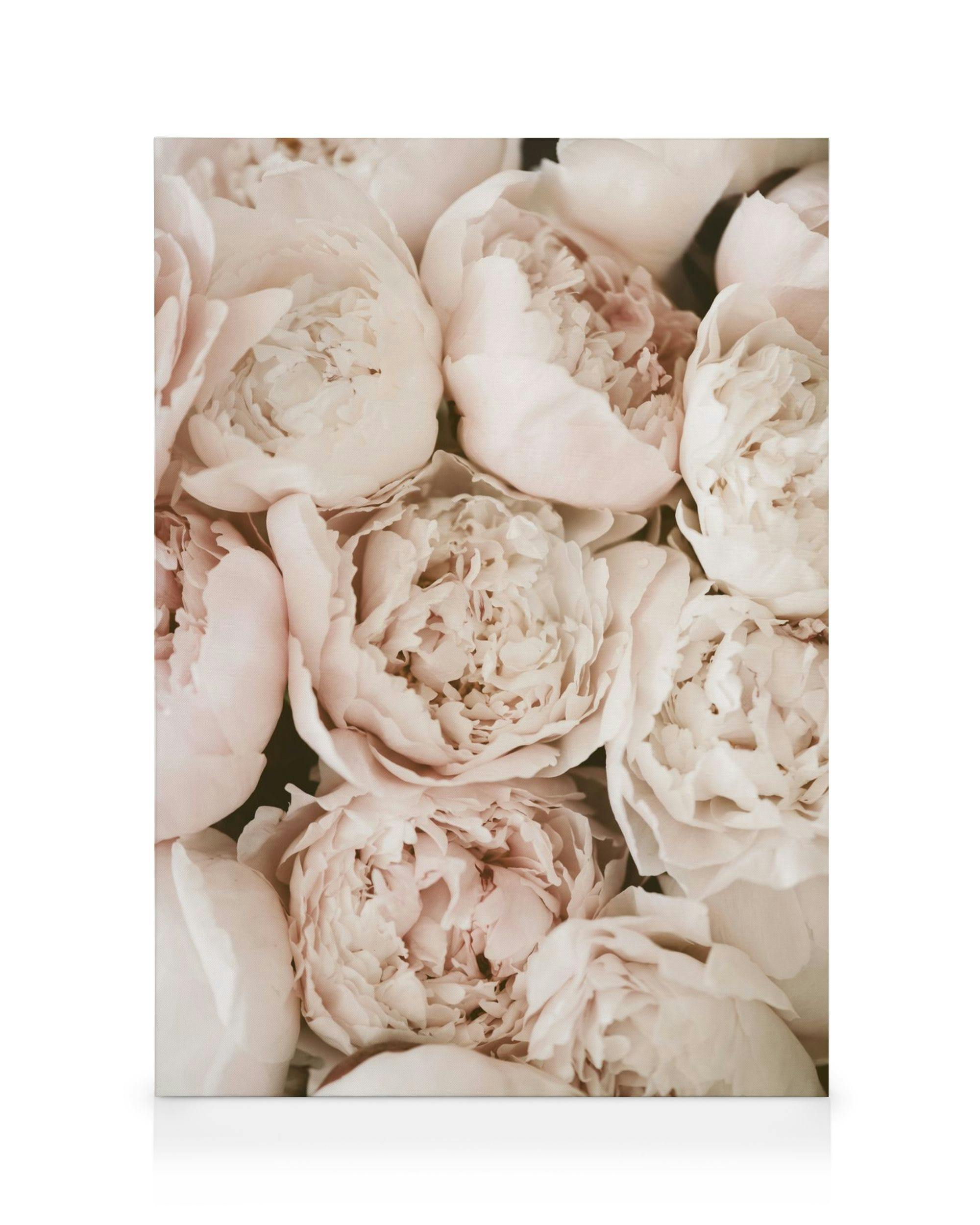 Canvas Schilderijen Pastel Peonies Canvas (50x70 cm - Fotolijst Zwart)