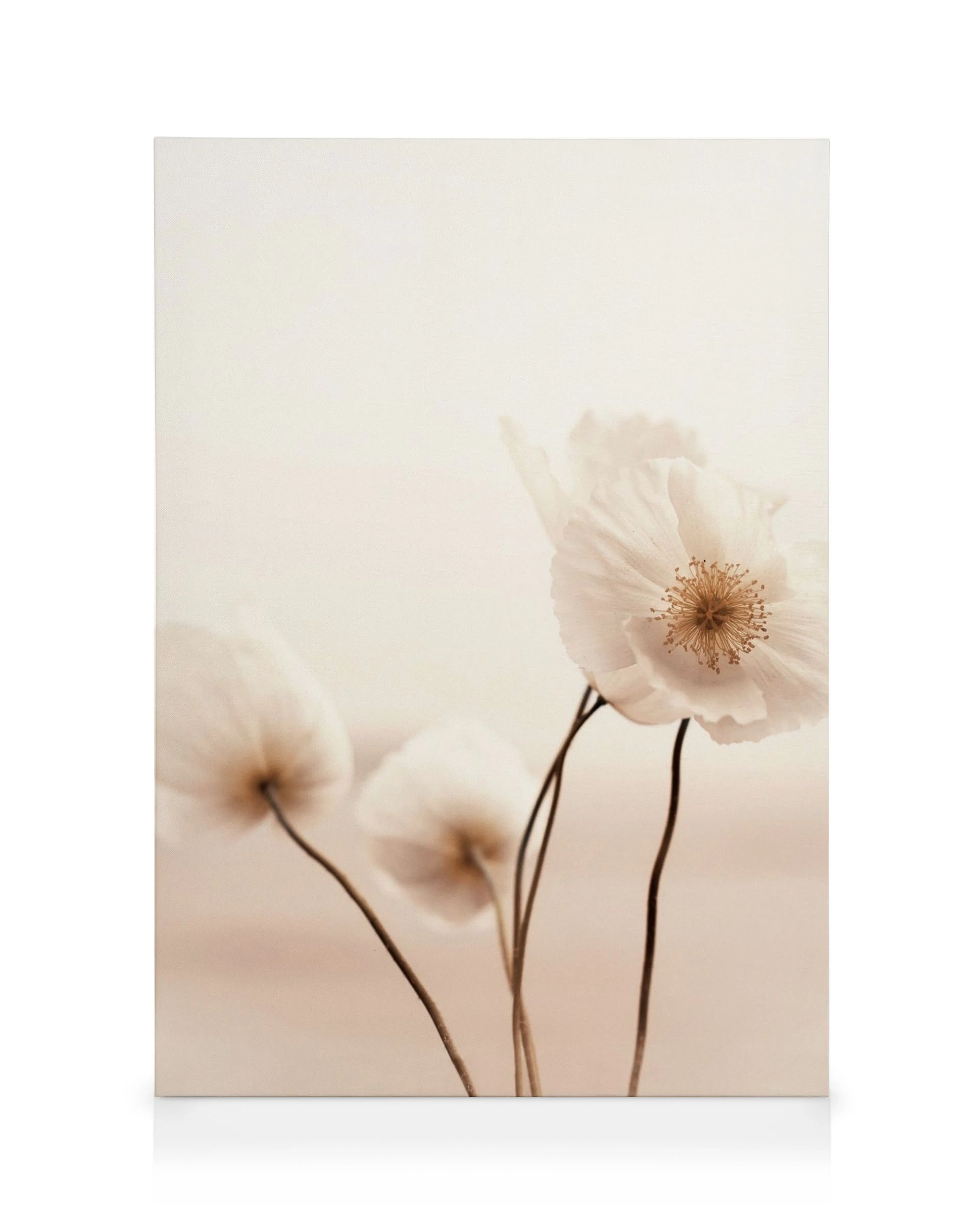 Toile apaisante avec trois coquelicots blancs délicats sur fond beige doux