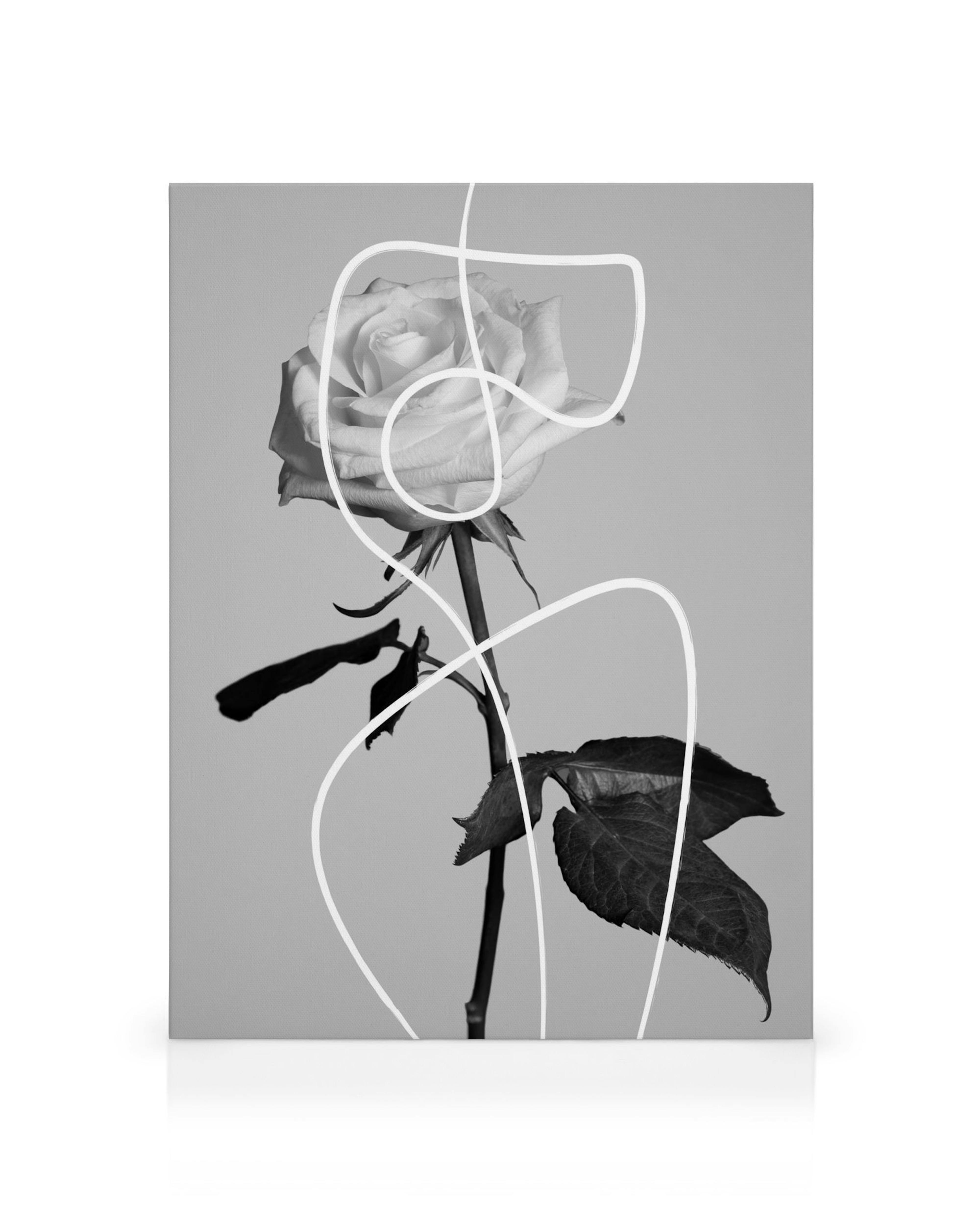 Schwarz-weiss Leinwand von Rose mit weissen, fliessenden Linien. Florale Kunst für Wanddeko.