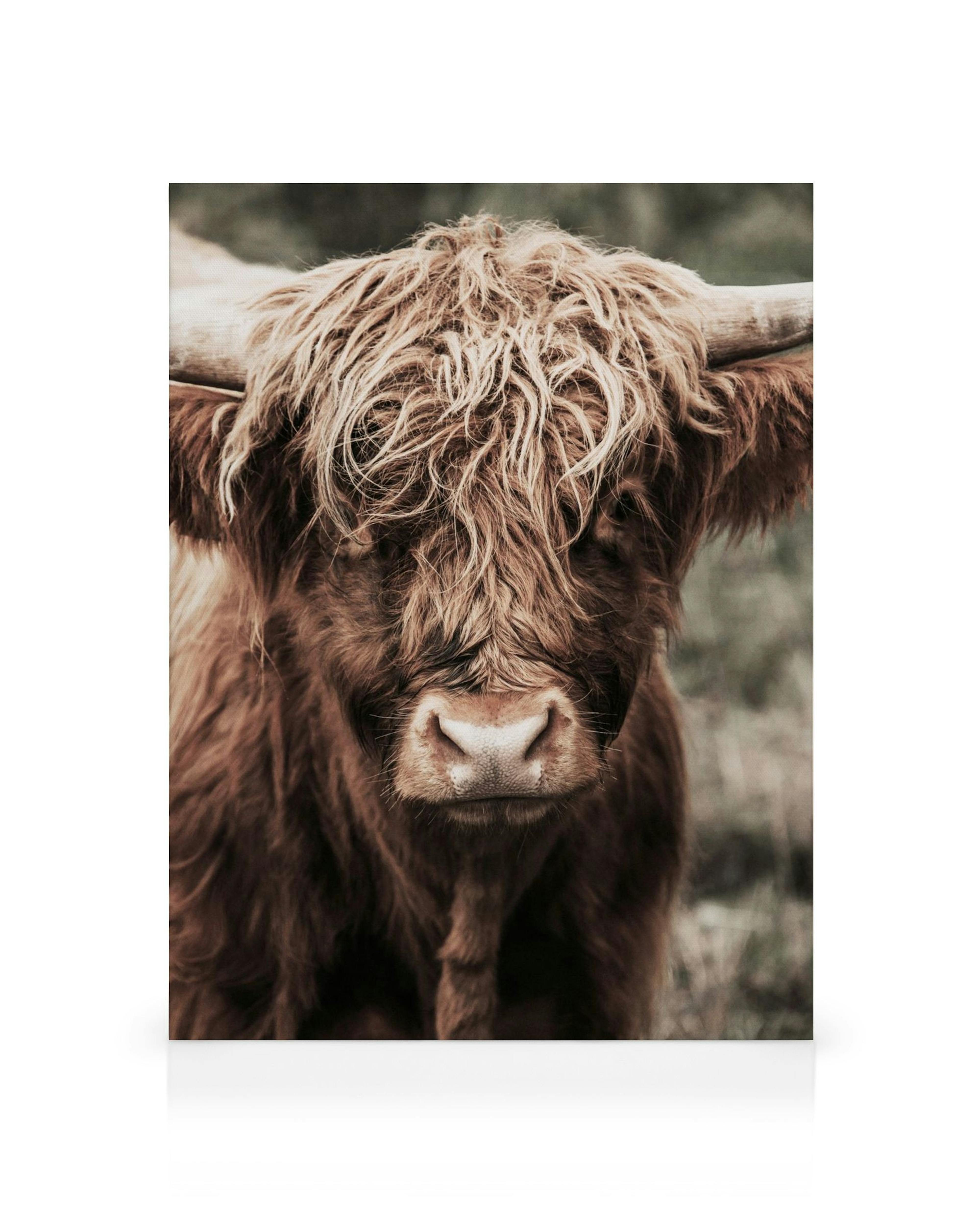 Leinwand mit Nahaufnahme einer Highland-Kuh, braunes, zotteliges Fell, Hörner und weisse Schnauze.