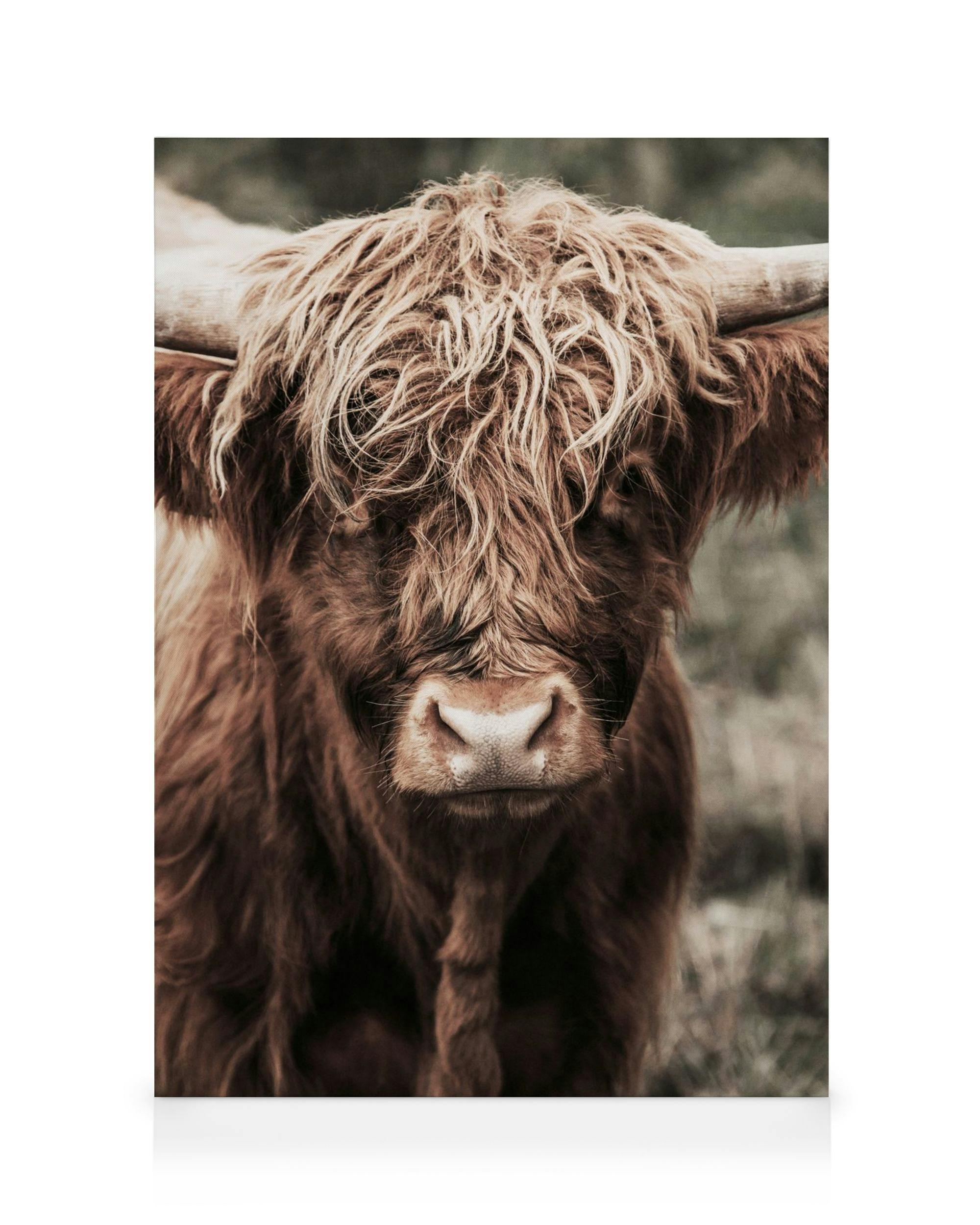 Cow Close Up Lienzo (30x40 cm - Marco de roble)