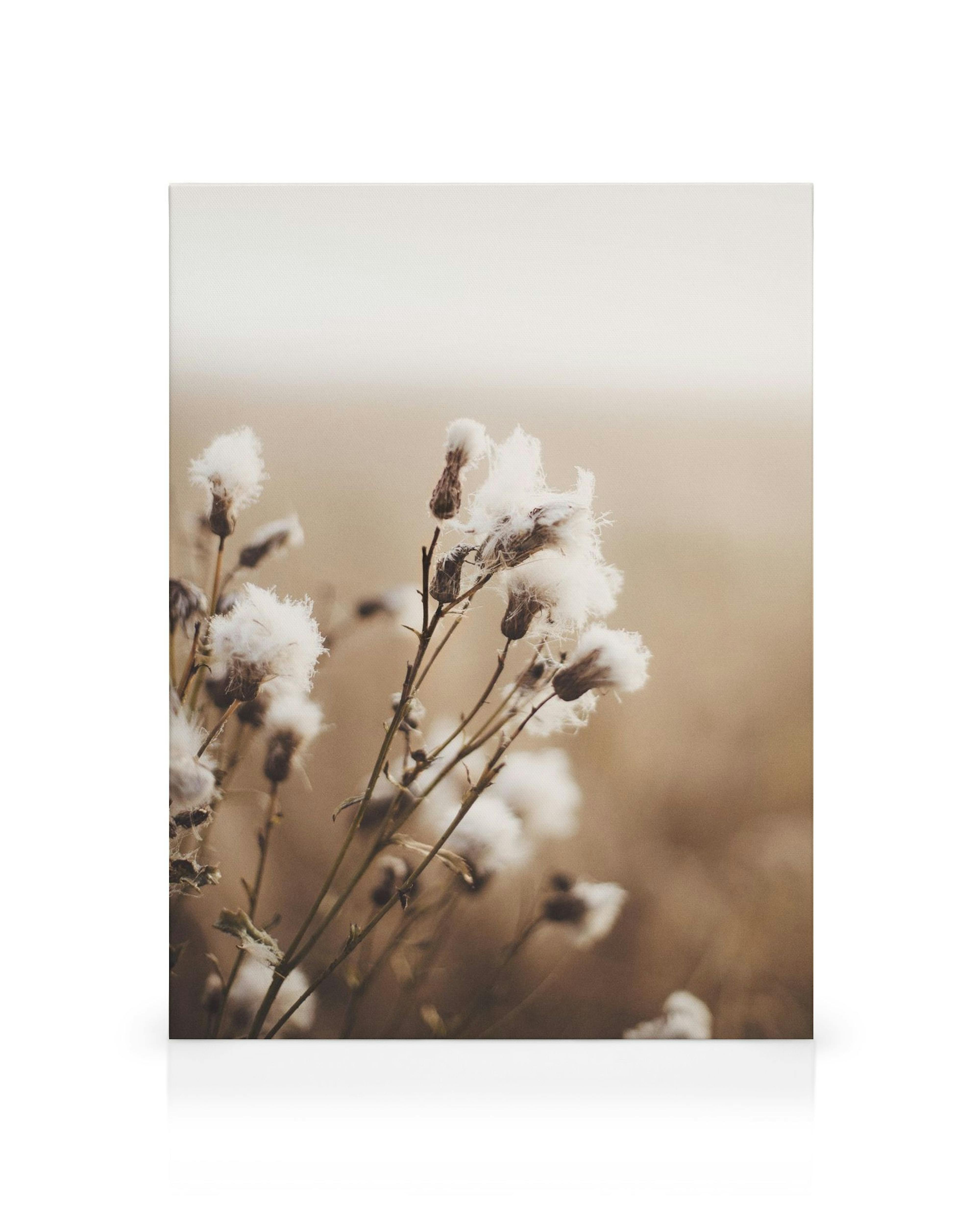 Stampa su tela con piante bianche soffici su sfondo sfocato marrone e beige, Moody Flowers.