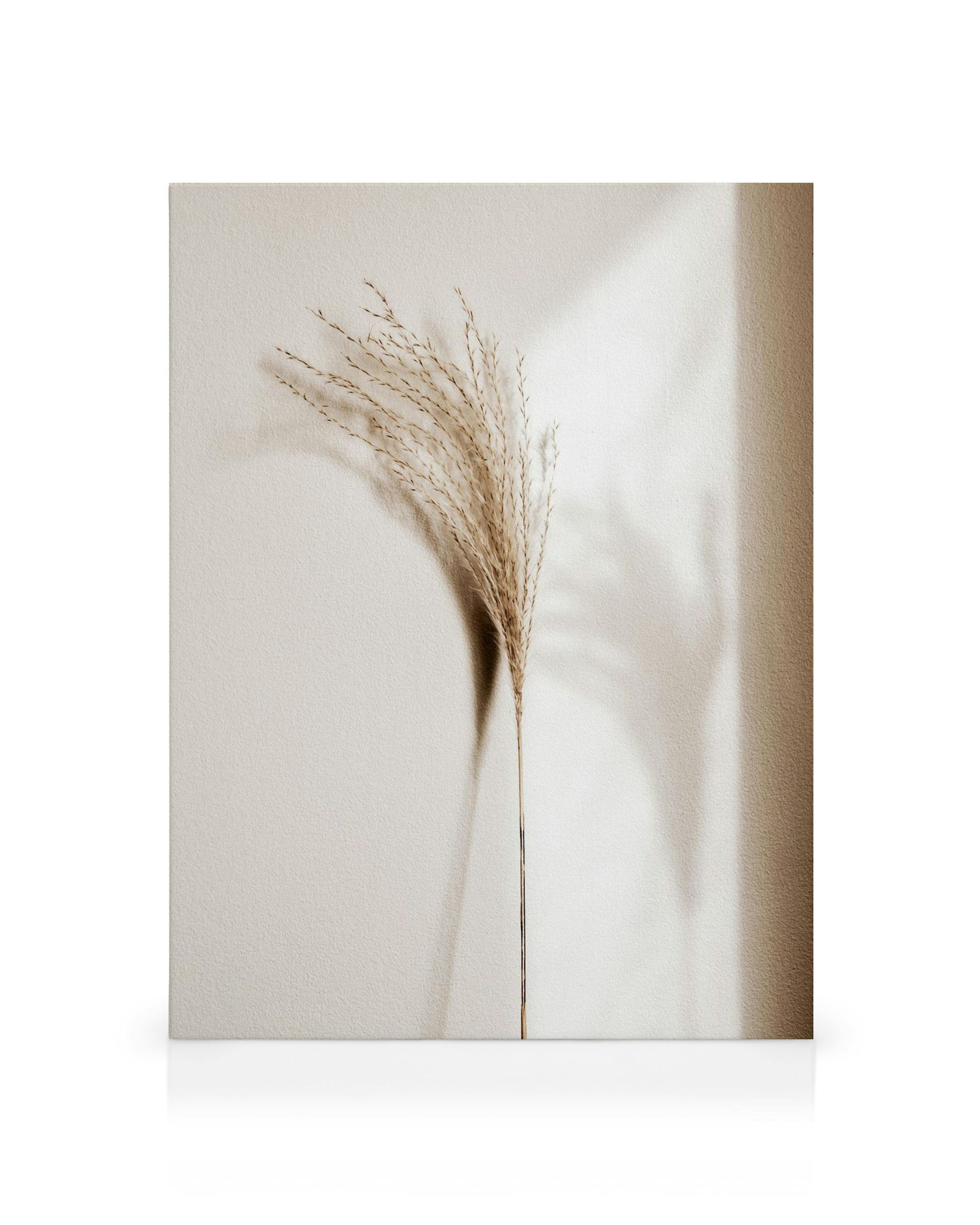 Dried reed plant with feathery plumes on a beige textured wall with subtle sunlight shadows, natural decor.