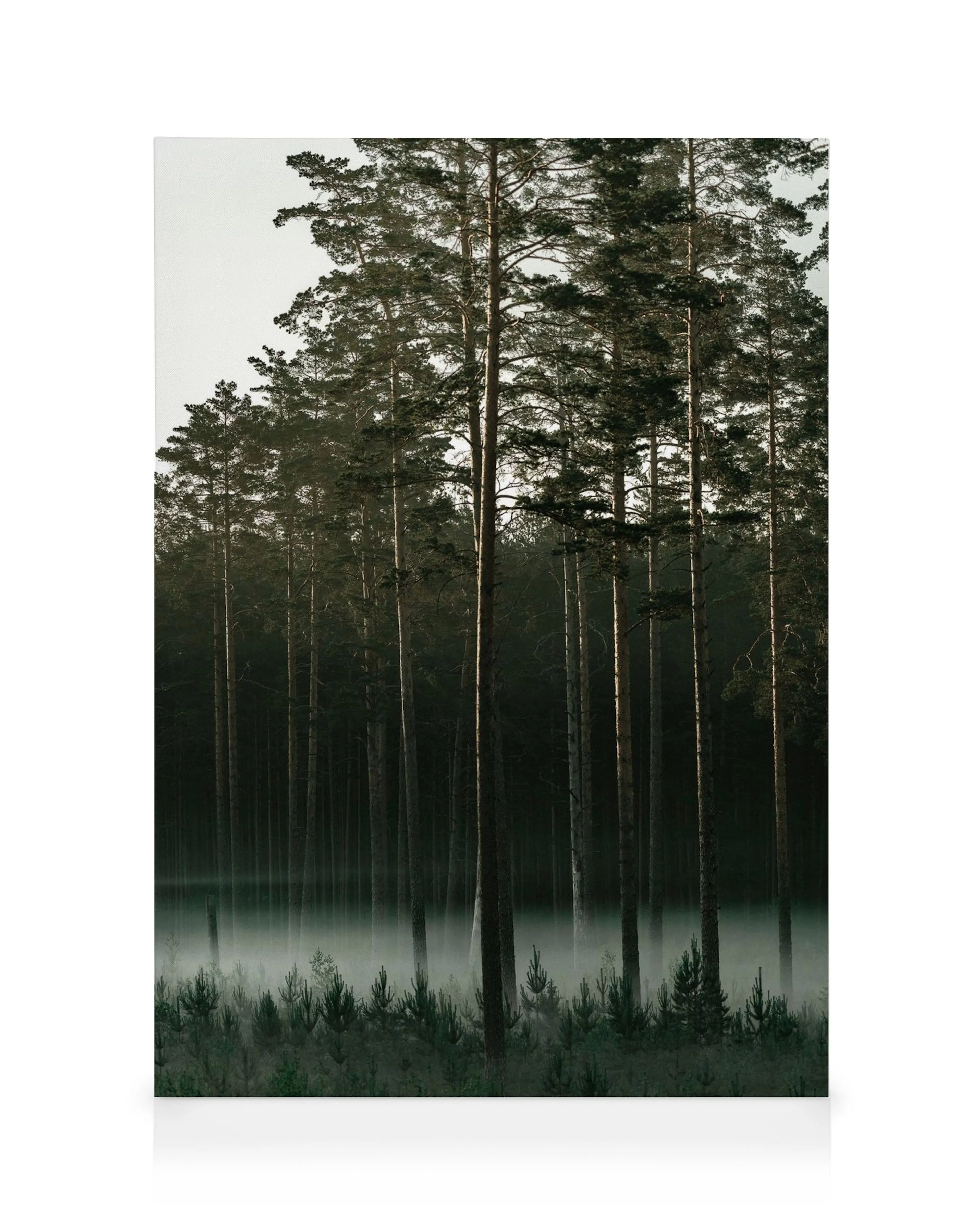 Misty forest canvas print with tall dark green pine trees and a layer of fog at dusk.