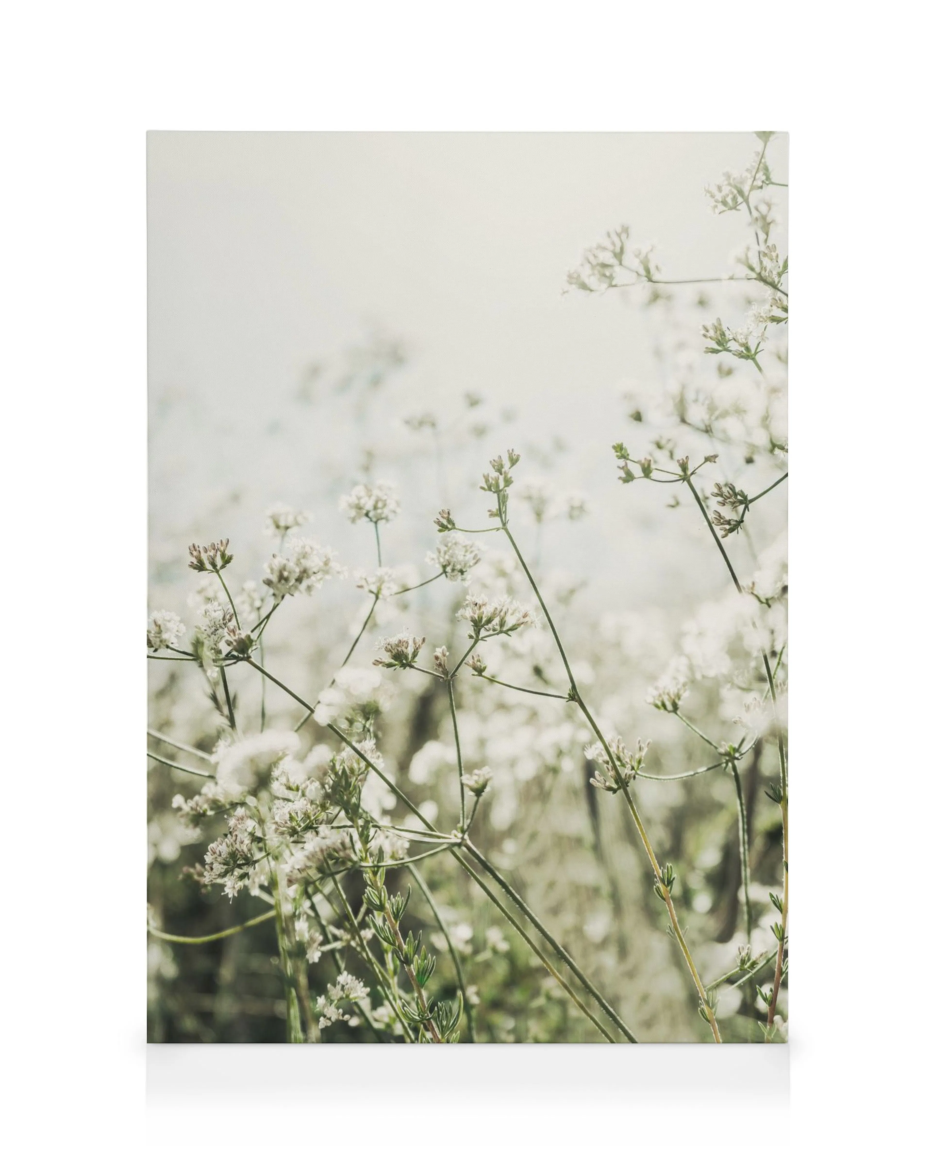 Lienzo botánico de flores blancas silvestres en tallos delgados sobre un fondo blanco suave y desvanecido, arte de pared floral.