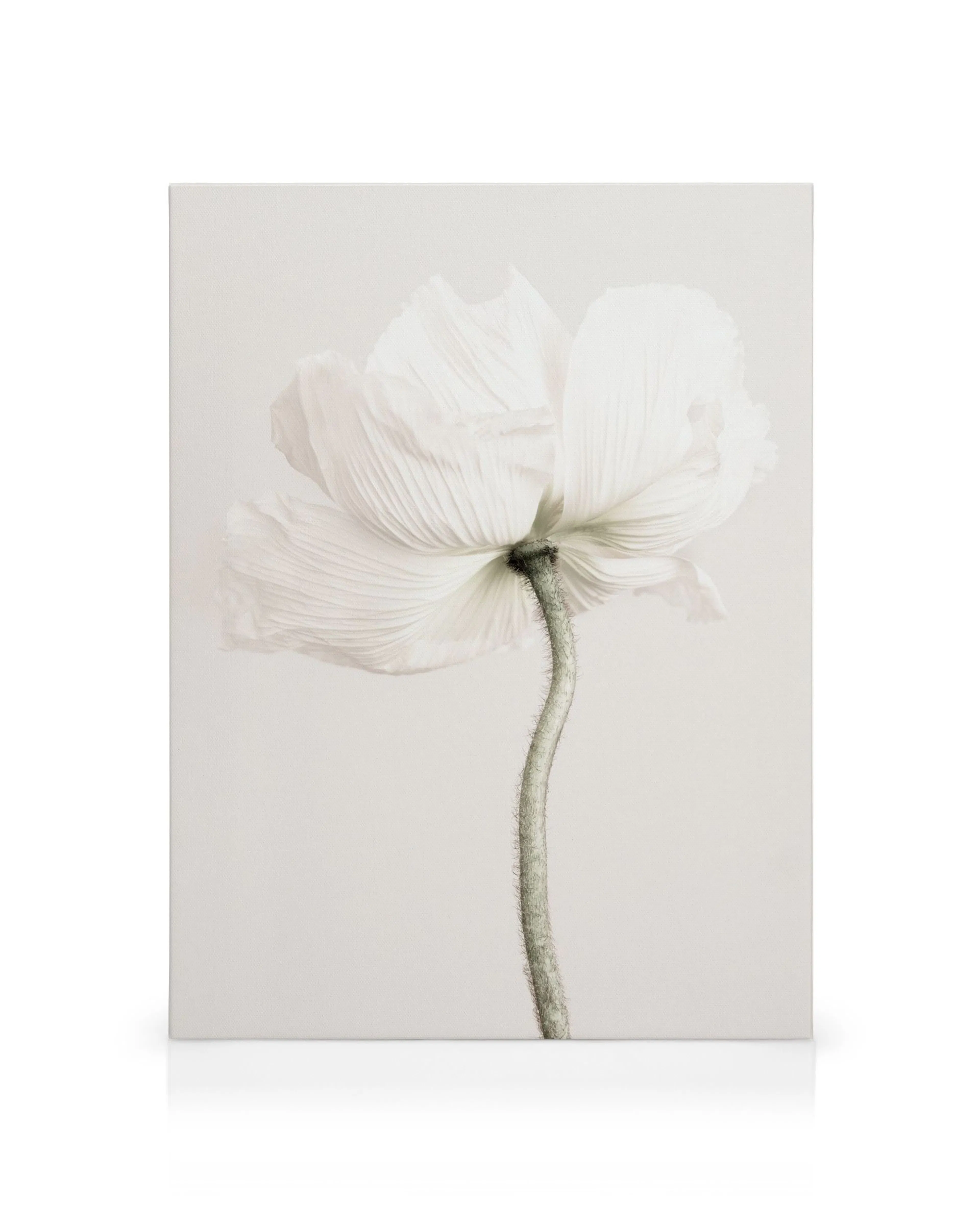 Leinwandbild: Zarte, blasse Mohnblume mit weißen Blütenblättern und einem leicht gebogenen Stiel auf hellem Hintergrund.
