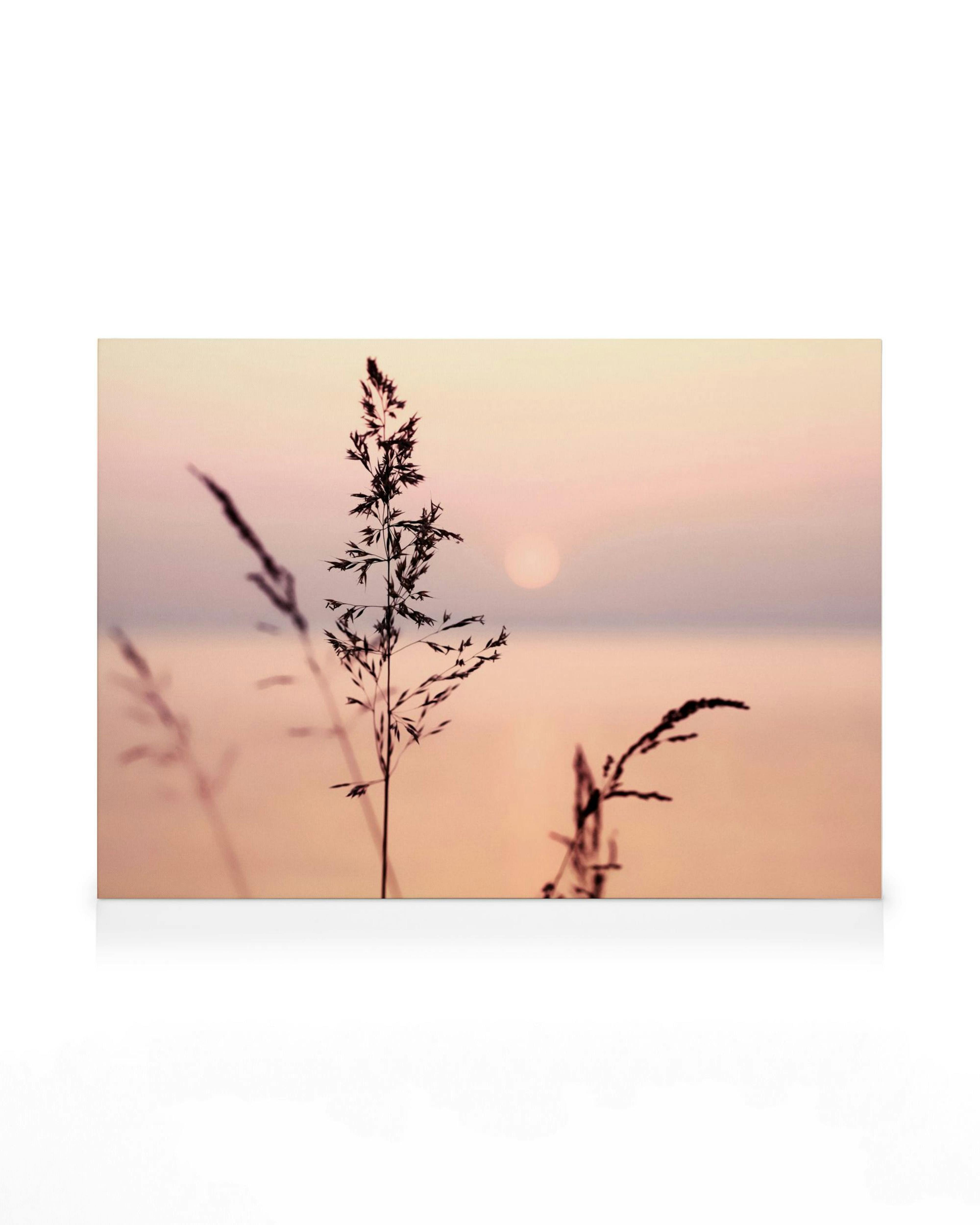 Lerret med silhuetter av høyt gress mot en varm solnedgang i rosa og beige nyanser, som gir en fredelig følelse.