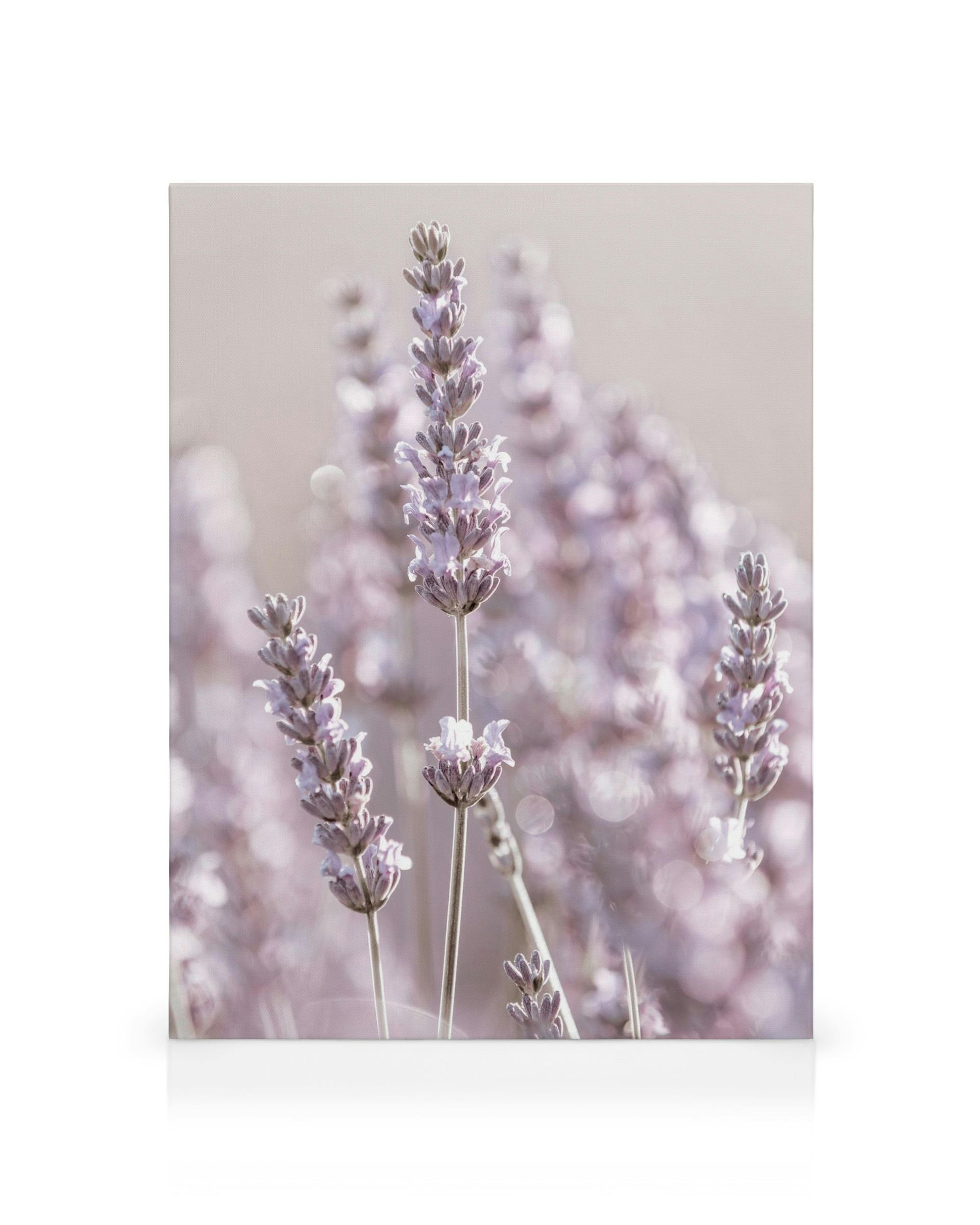 Lienzo de flores de lavanda moradas en tallos largos con un fondo borroso, arte botánico para pared.