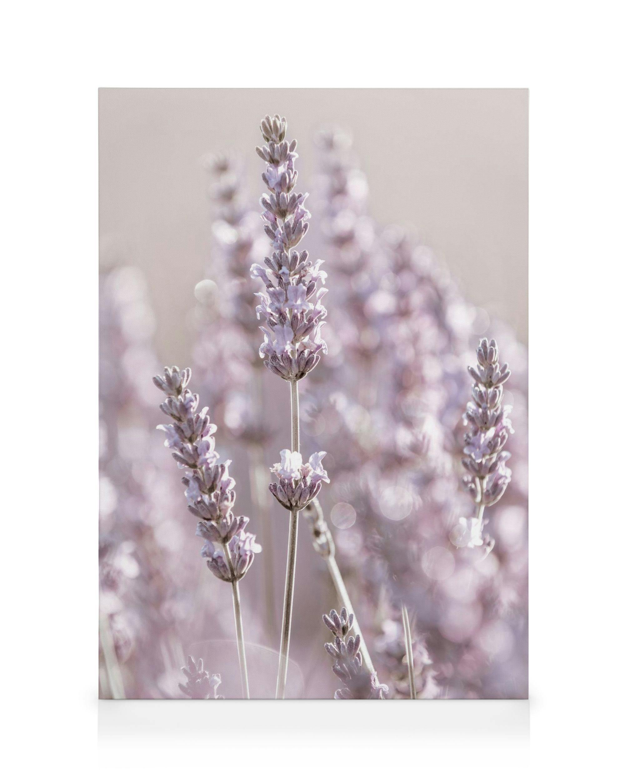 Λεπτομερές κοντινό πλάνο με παστέλ άνθη λεβάντας σε απαλό, θολό φόντο, με φυσικό φως.