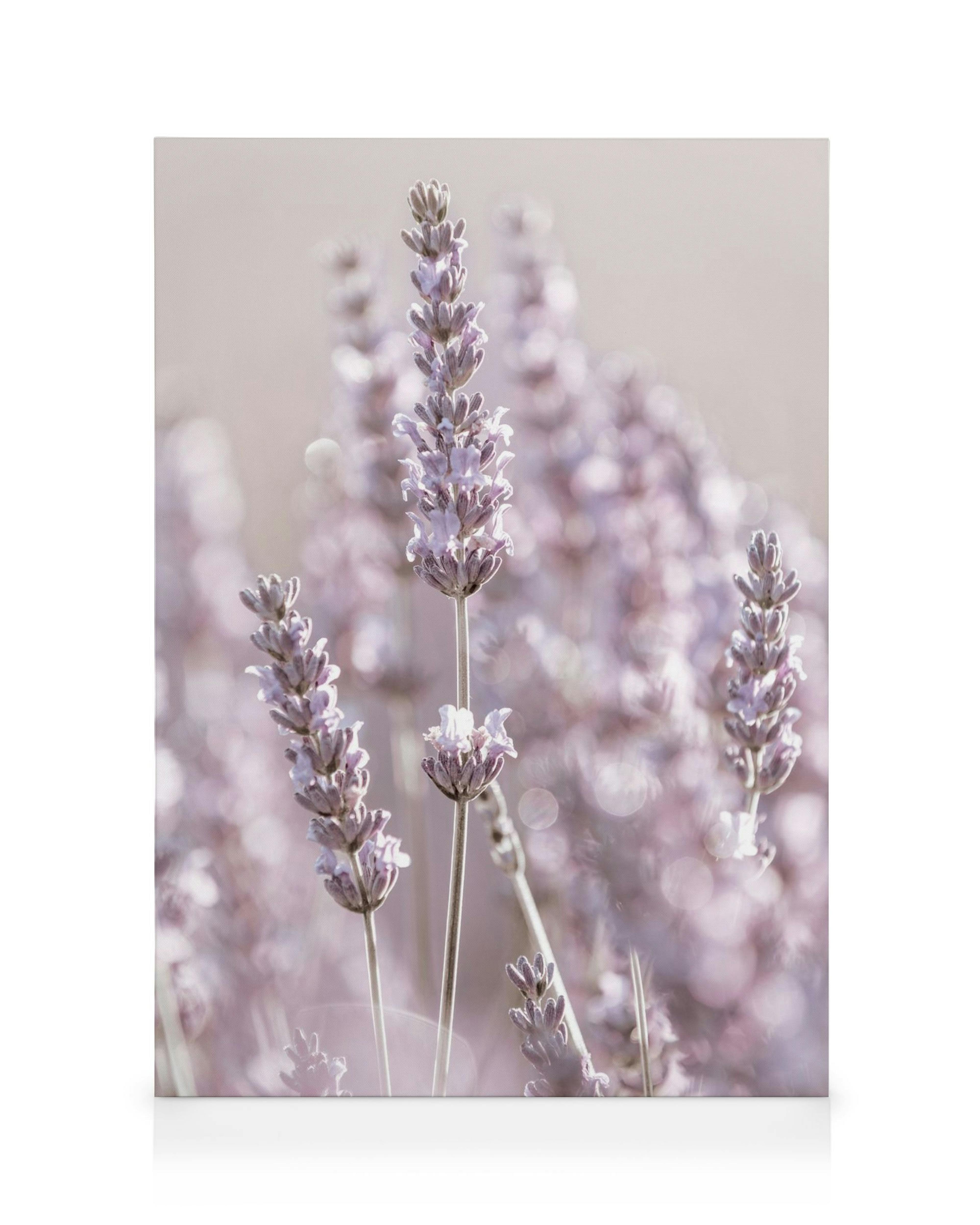 Λεπτομερές κοντινό πλάνο με παστέλ άνθη λεβάντας σε απαλό, θολό φόντο, με φυσικό φως.