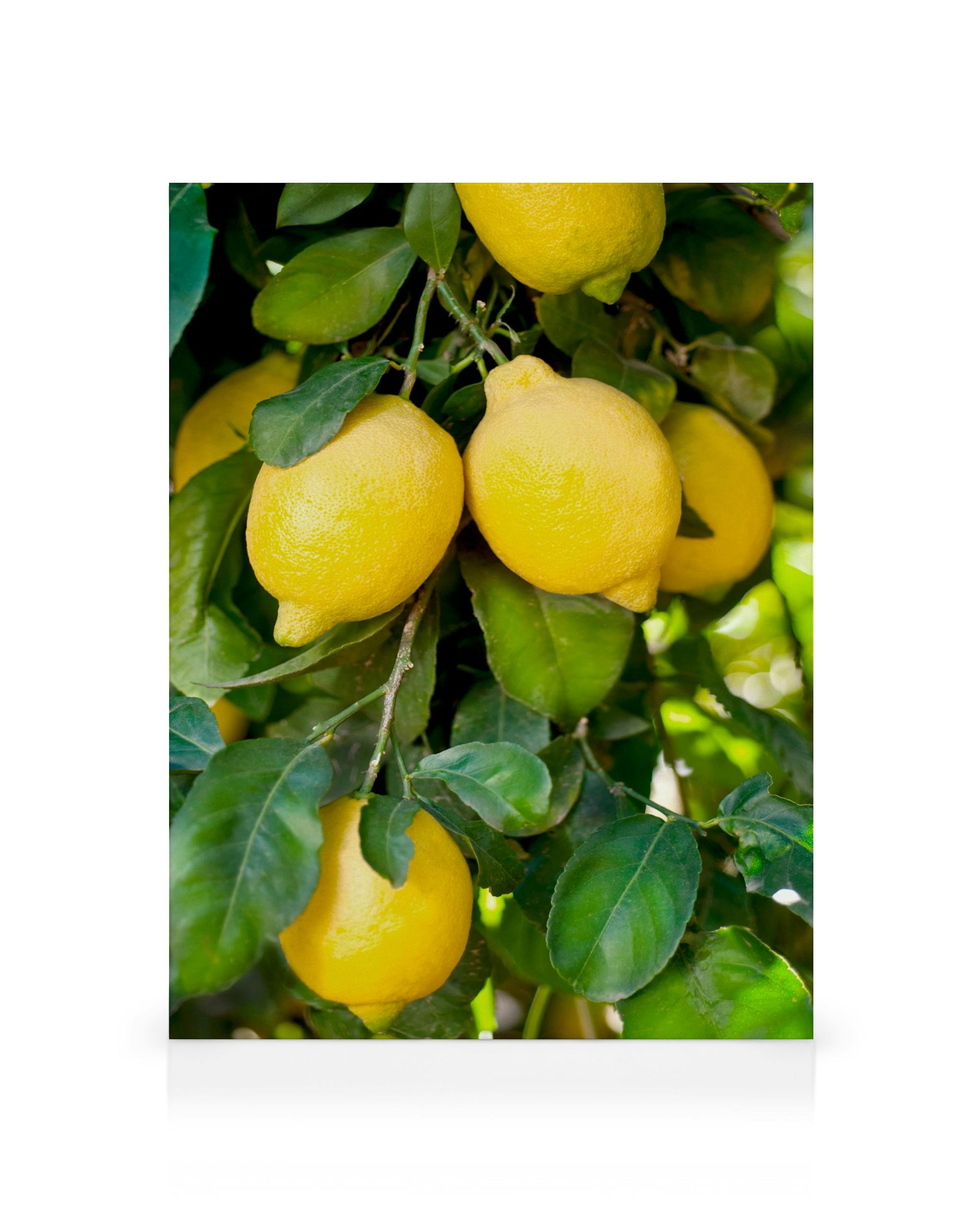 Canvas wanddecoratie met rijpe citroenen aan een tak, omringd door groene bladeren en zonneschijn.
