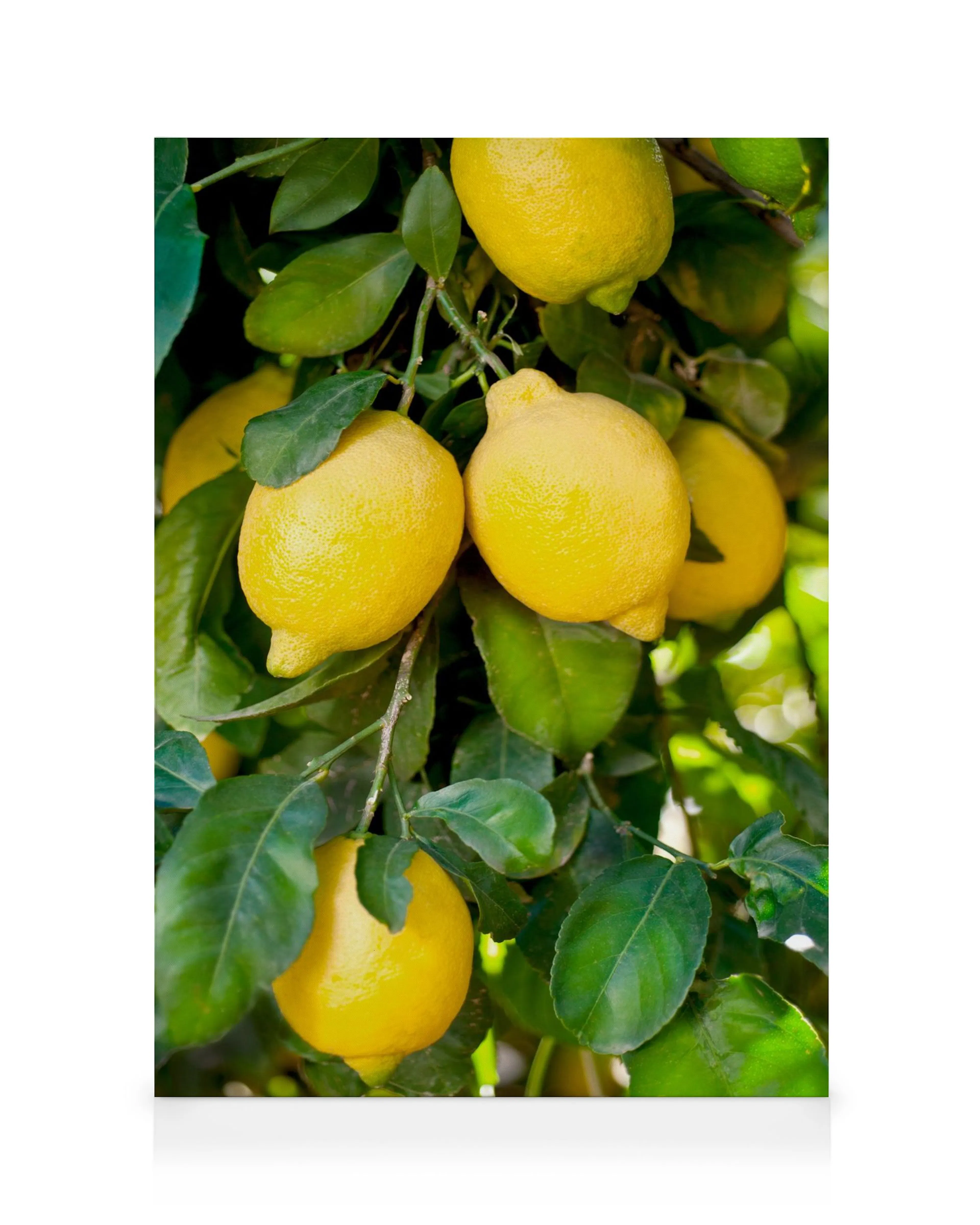 Bright yellow lemons hanging from a tree branch amongst green leaves, with sunlight filtering through, creating a vibrant kitche