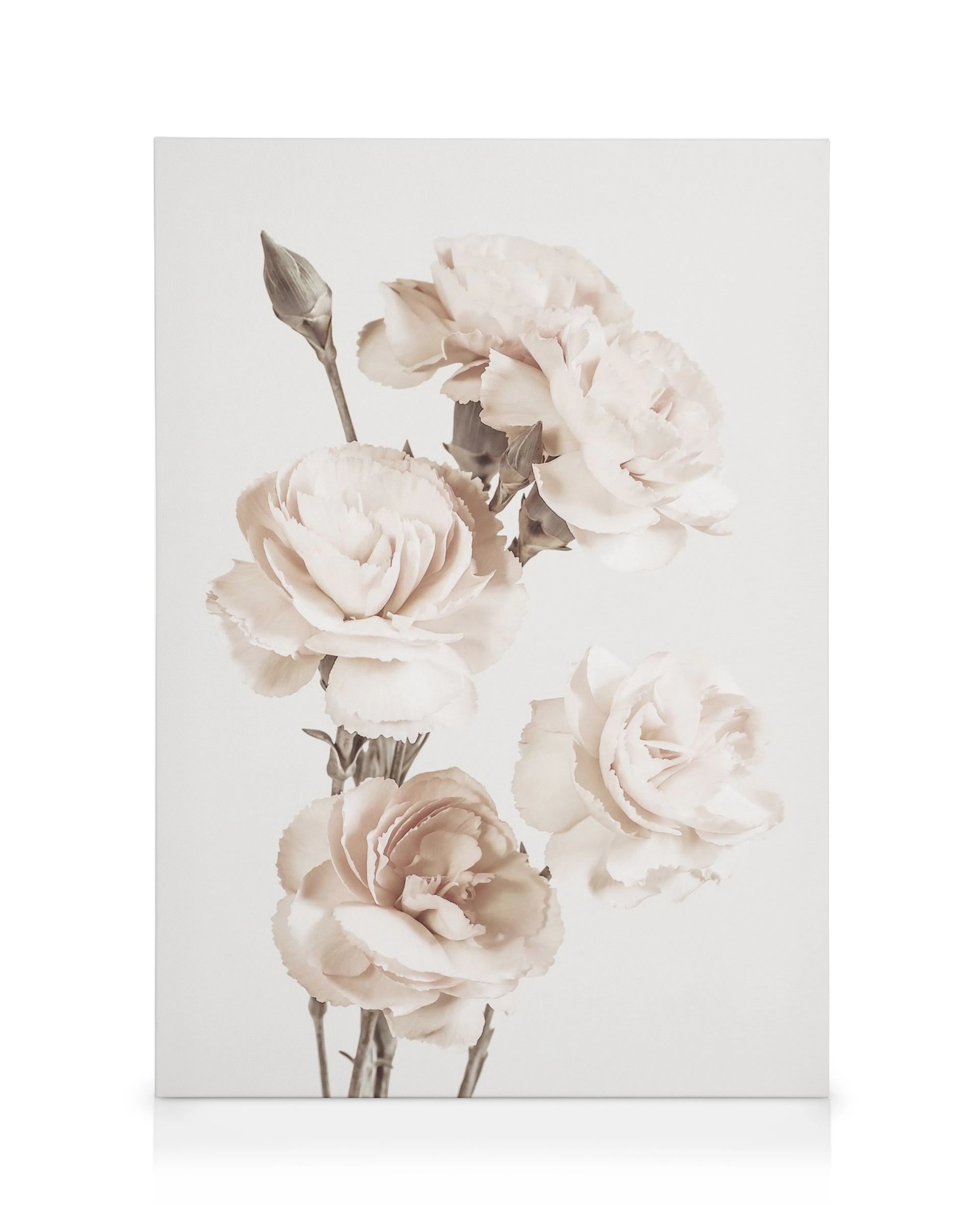 Light pink flowers with green stems on a plain white background, a beautiful floral canvas print.