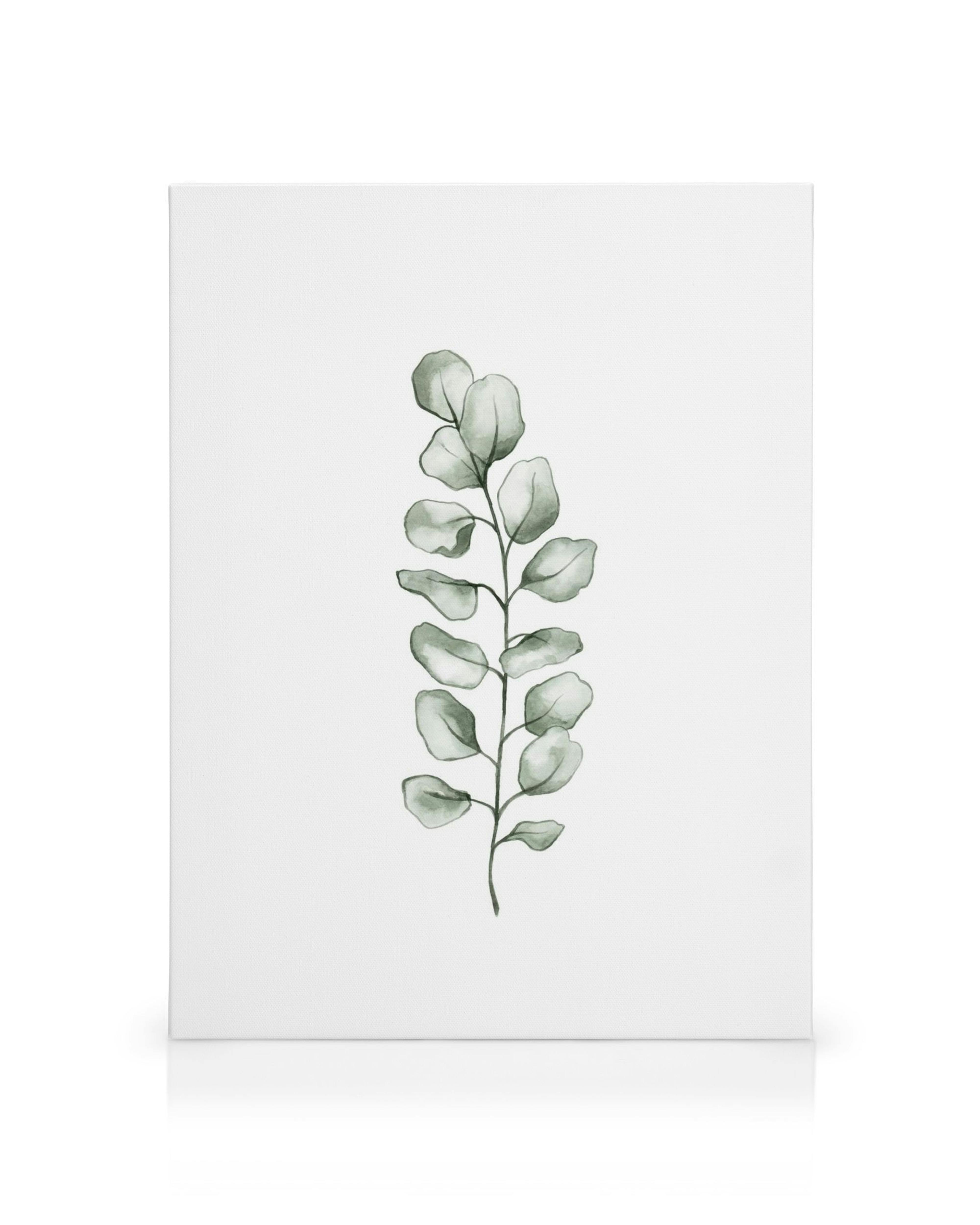 Akvarelový obraz eukalyptovej vetvičky s bledozelenými listami na bielom plátne