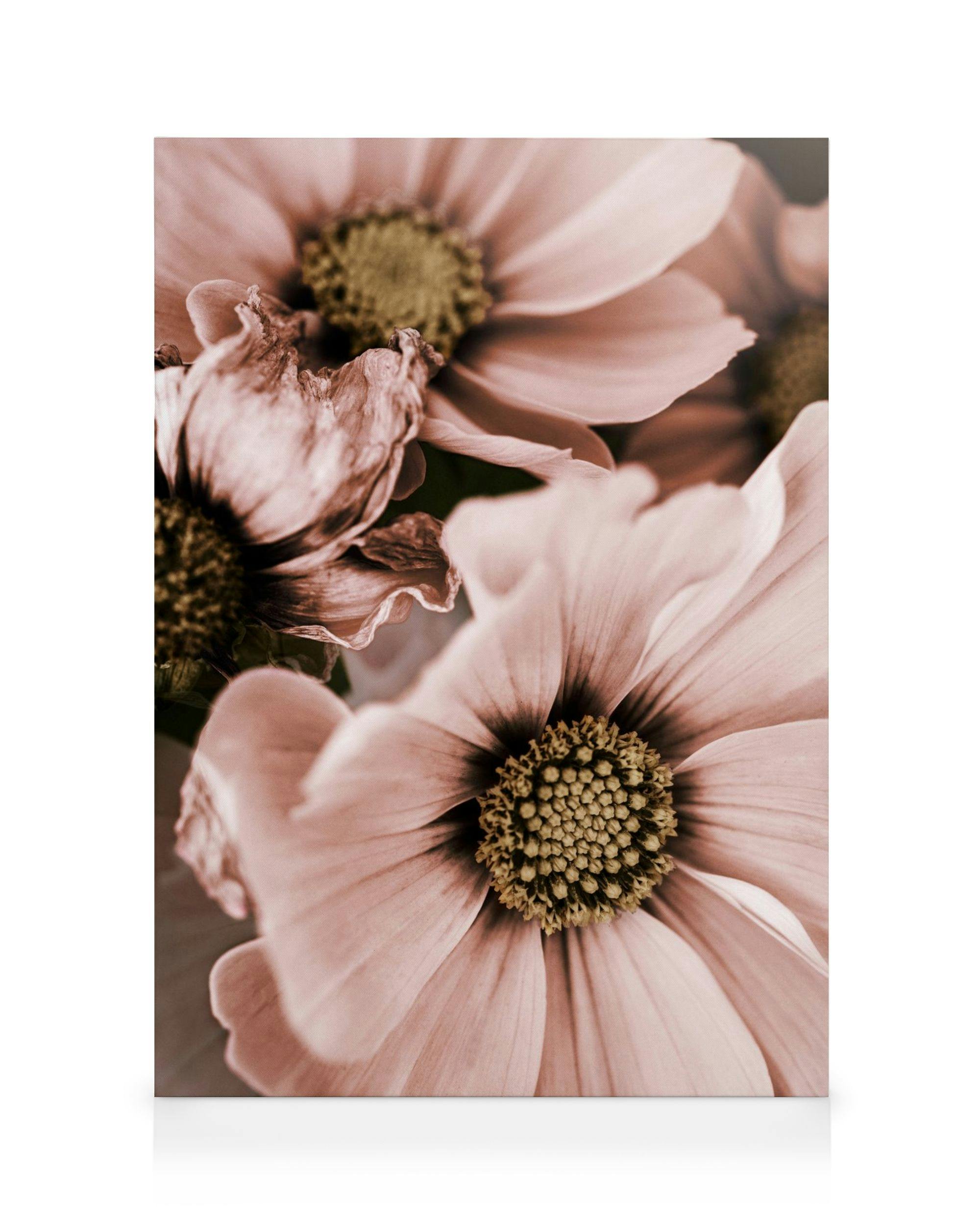 Ροζ λουλούδια με κίτρινους πυρήνες, ένα ξεθωριασμένο, σε καμβά floral τέχνη.