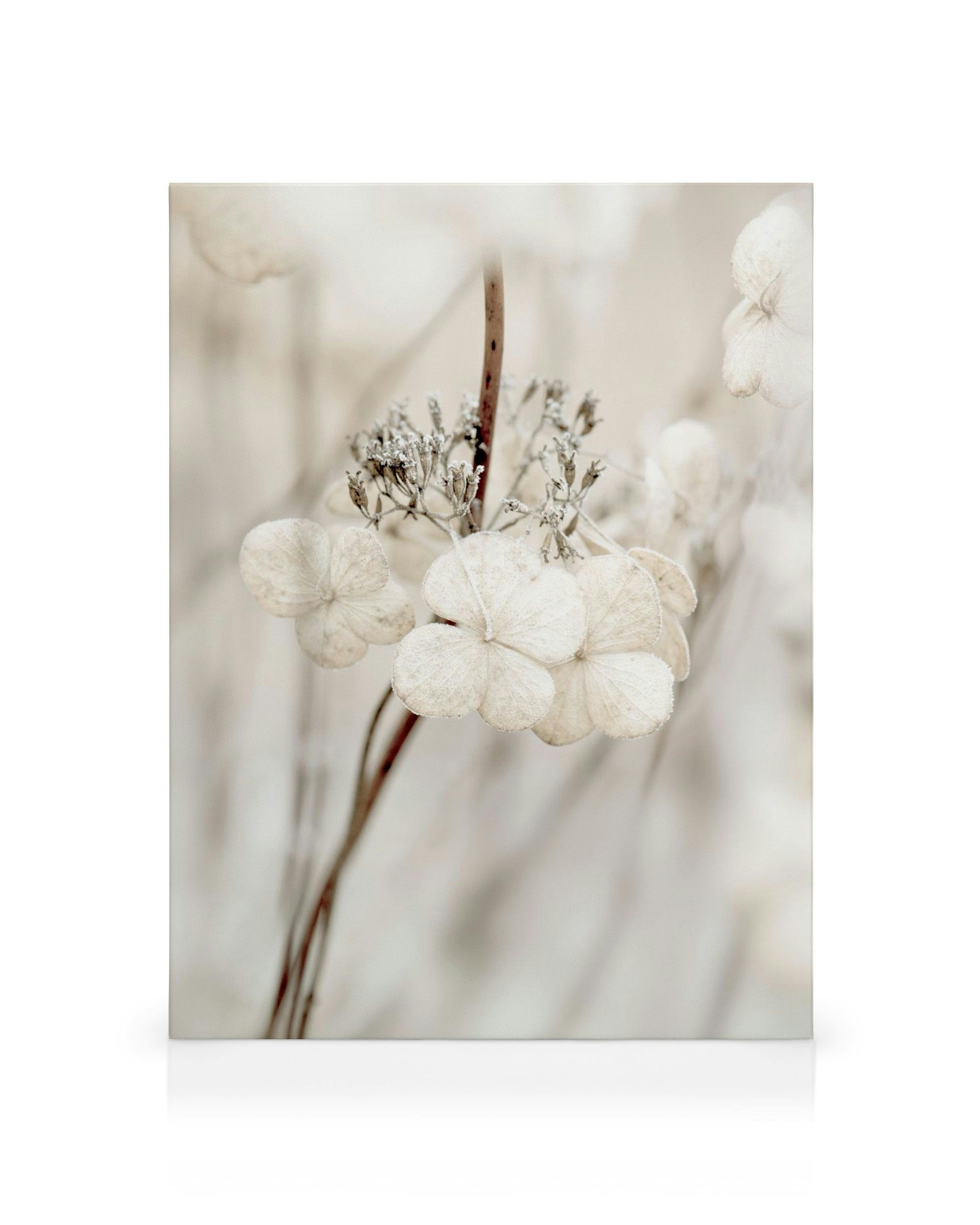 Canvas met gedroogde hortensias in gedempte wit- en beigetinten, met delicate zaadhoofden en stengels.