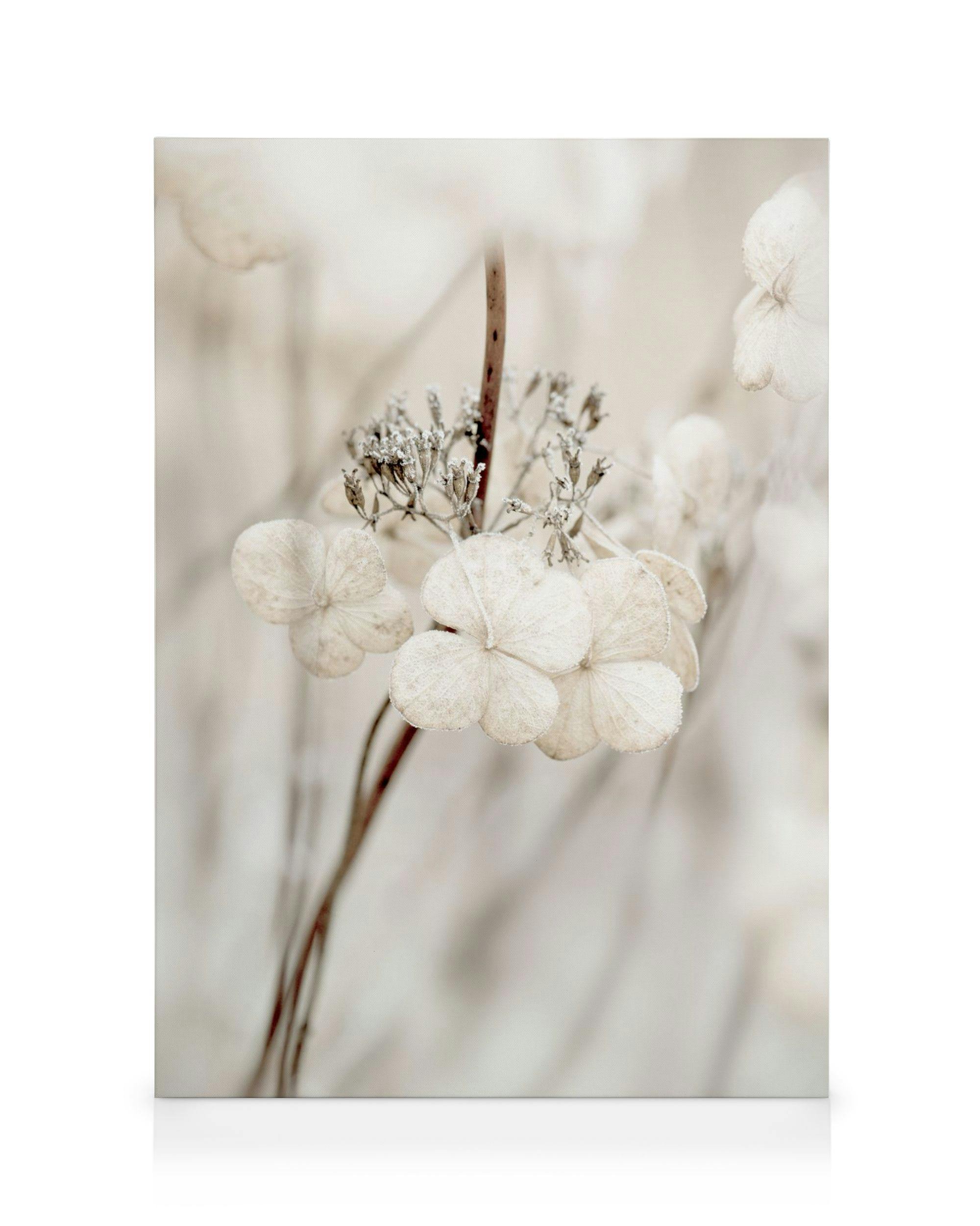 Canvas Prints Decaying Hydrangea Canvas print (30x40 cm - Oak Frame)