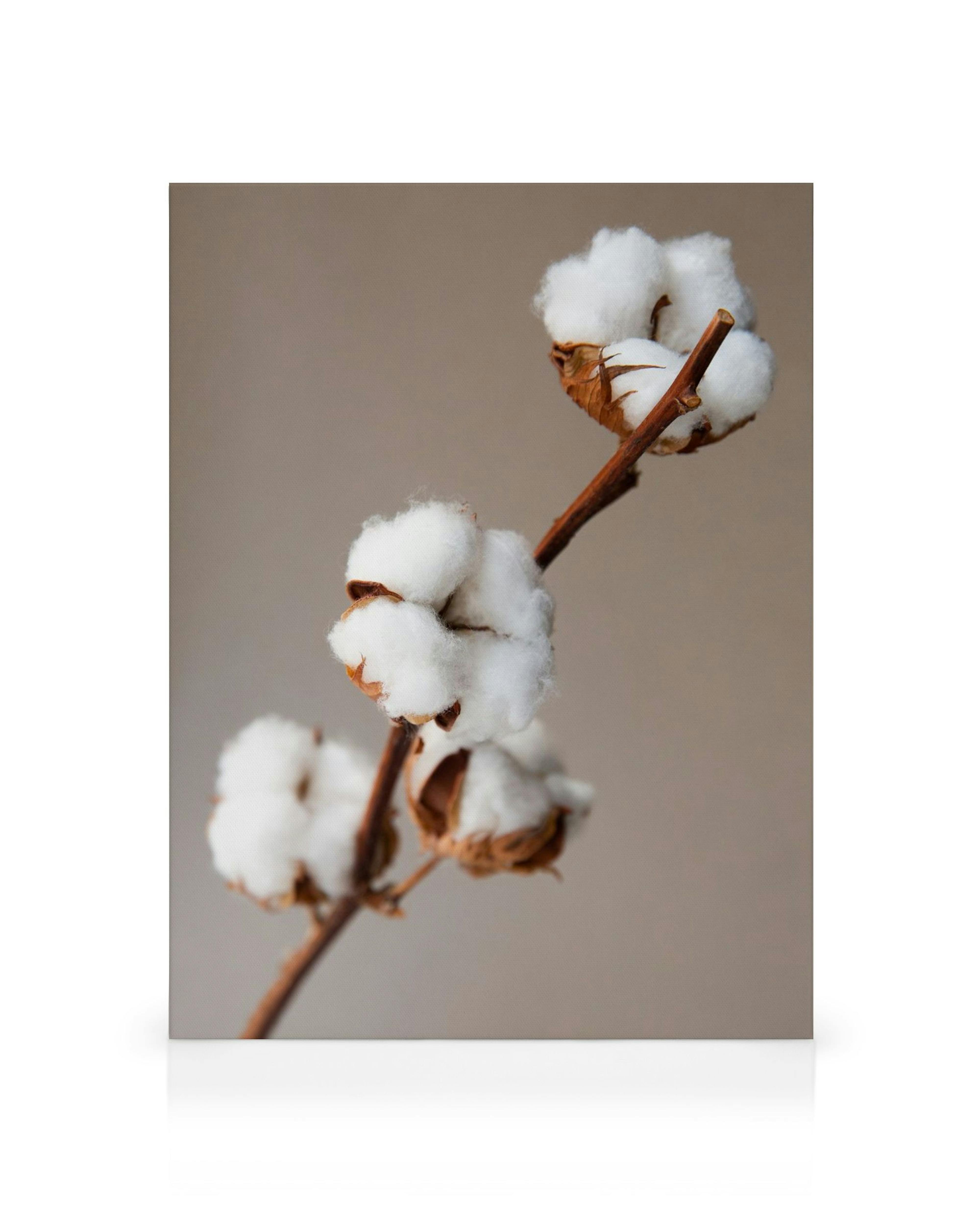 Leinwandbild mit Baumwollblüten: drei weiße, flauschige Baumwollknospen auf braunen Stielen vor hellbraunem Hintergrund.