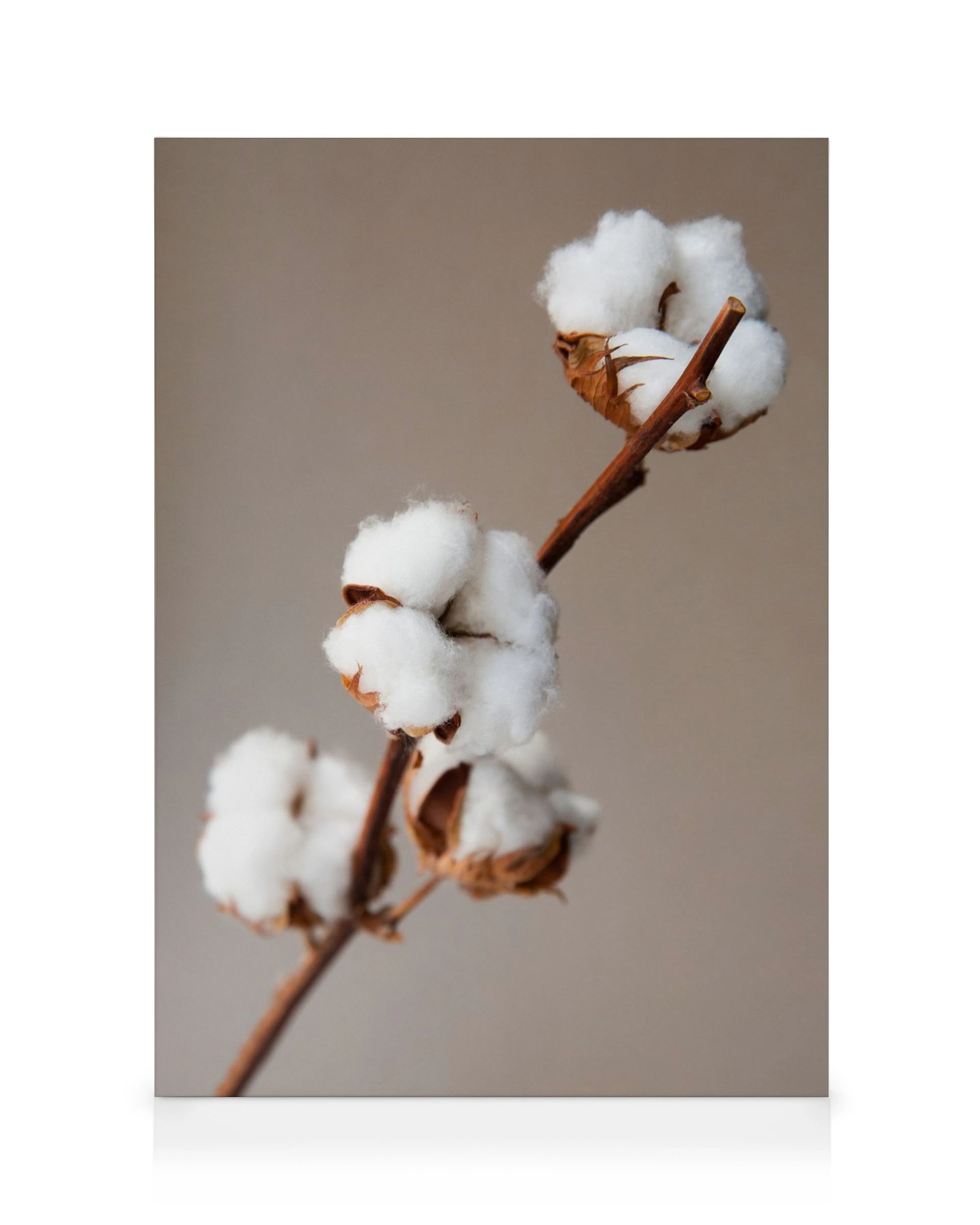 Canvastavla med en bomullskvist som har fluffiga vita bollar på en lugn beige bakgrund. Mjuk och naturlig väggkonst.