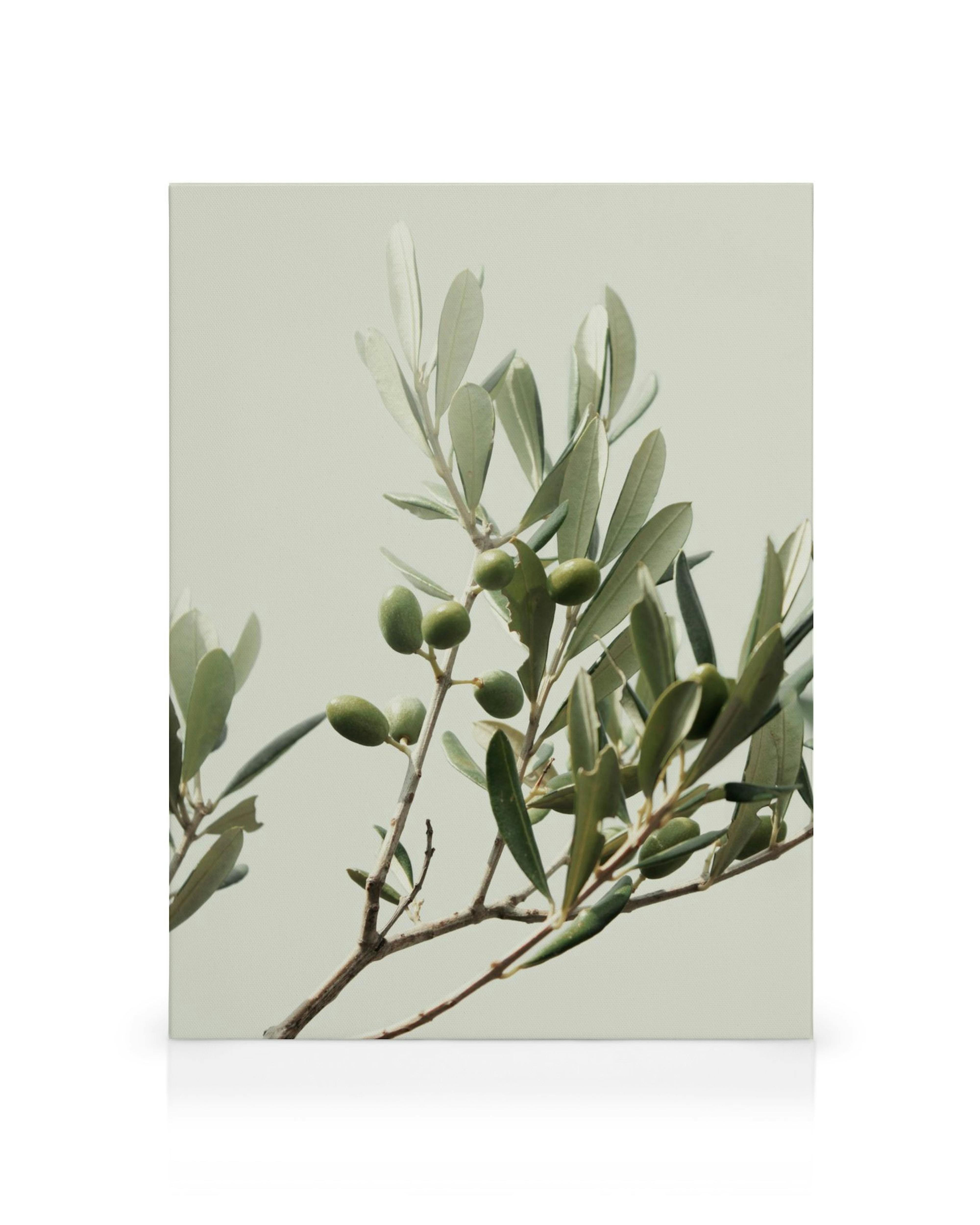 Green olive branch canvas print, with oval leaves and round olives on a light background, ideal kitchen wall art.