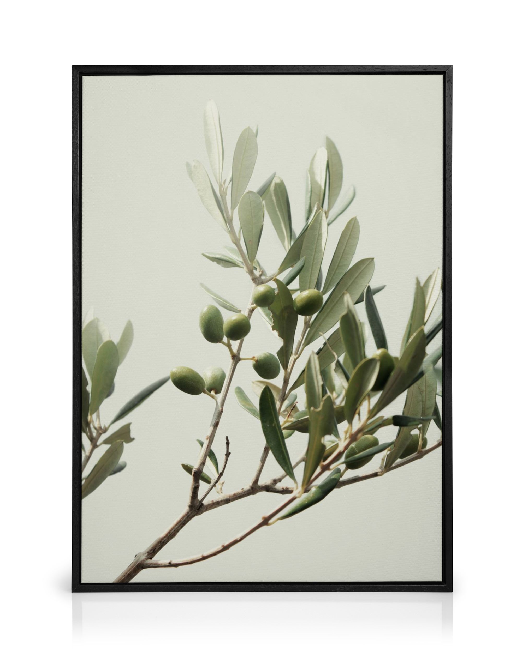 Sunny Olive Branch Canvas Print – Botanical Wall Art Poster