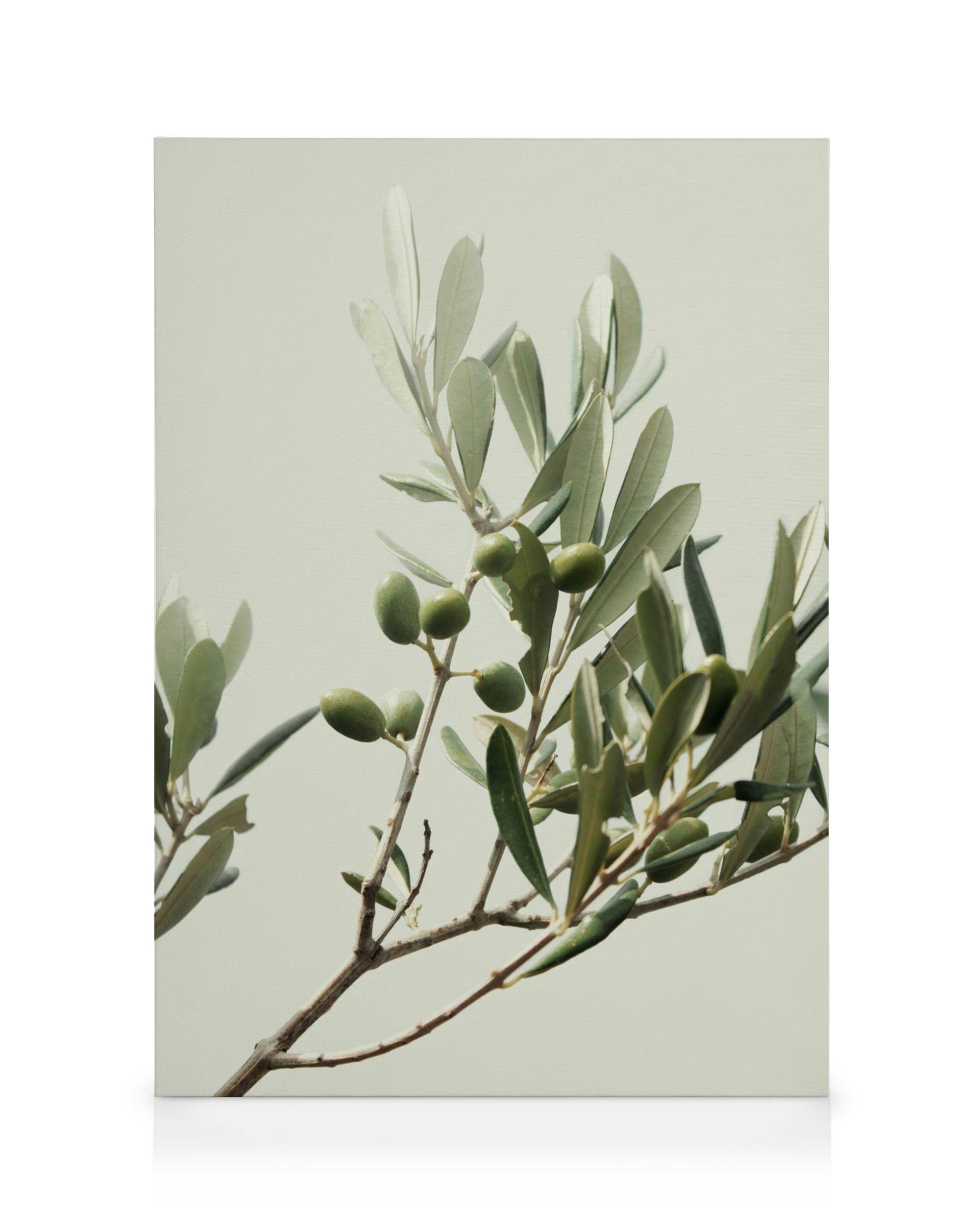 Telas decorativas Sunny Olive Branch Quadro em tela (30x40 cm - Moldura de Carvalho)