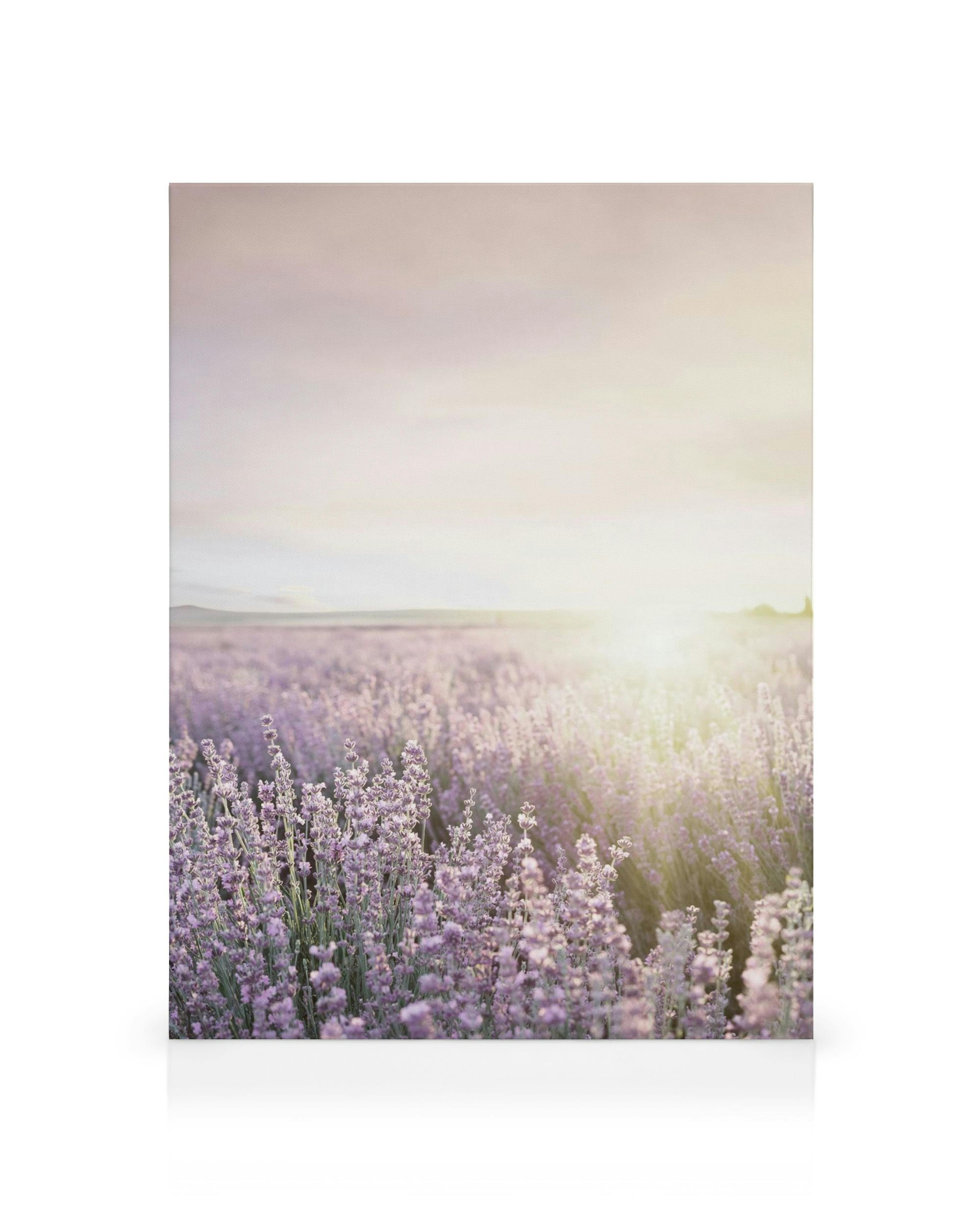 Obraz na plátně s levandulovým polem při západu slunce, fialové květy a jemné světlo
