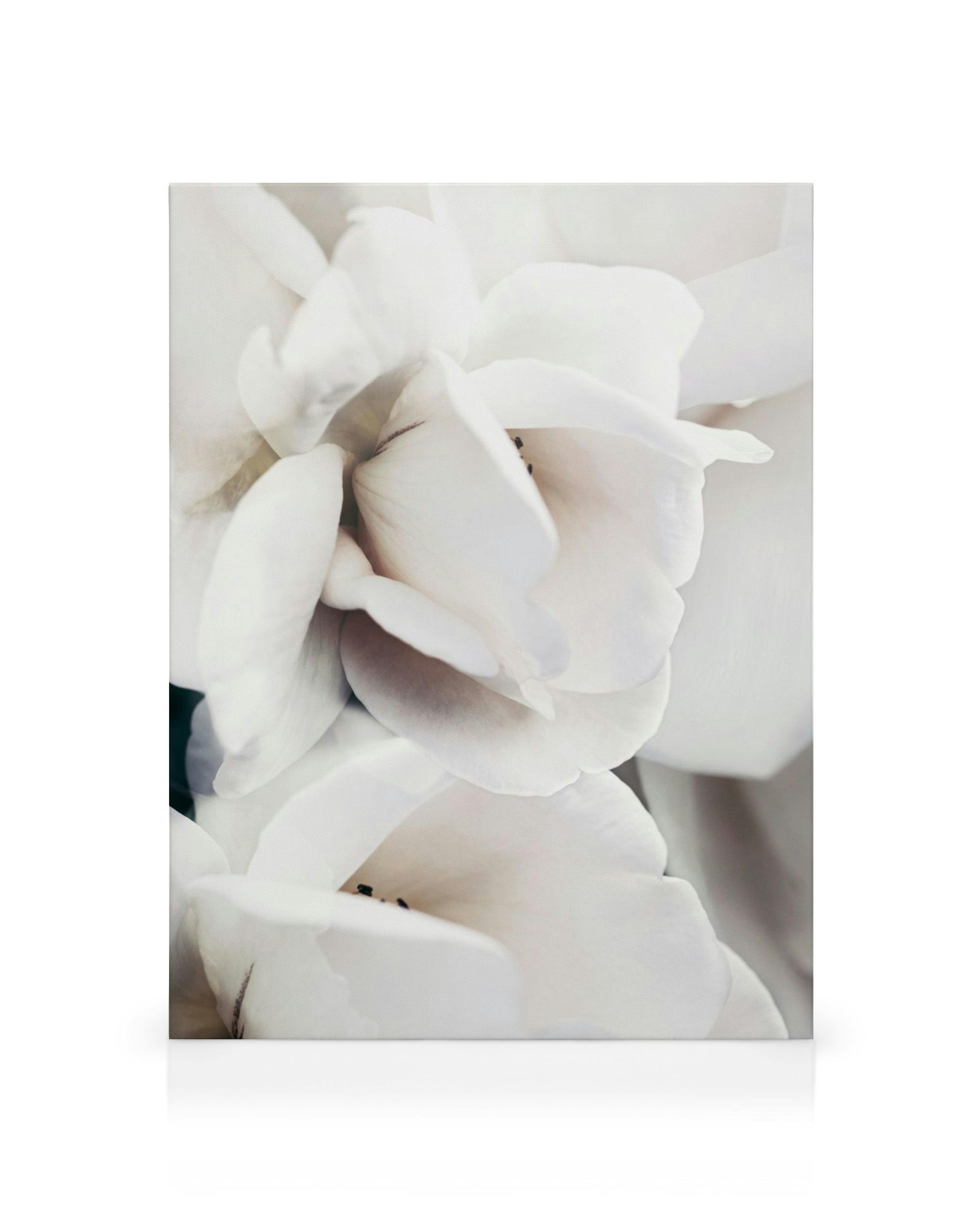 Leinwandbild mit Nahaufnahme einer zarten, cremeweißen Rose, die weiche Blütenblätter und einen ruhigen Kontrast zeigt.