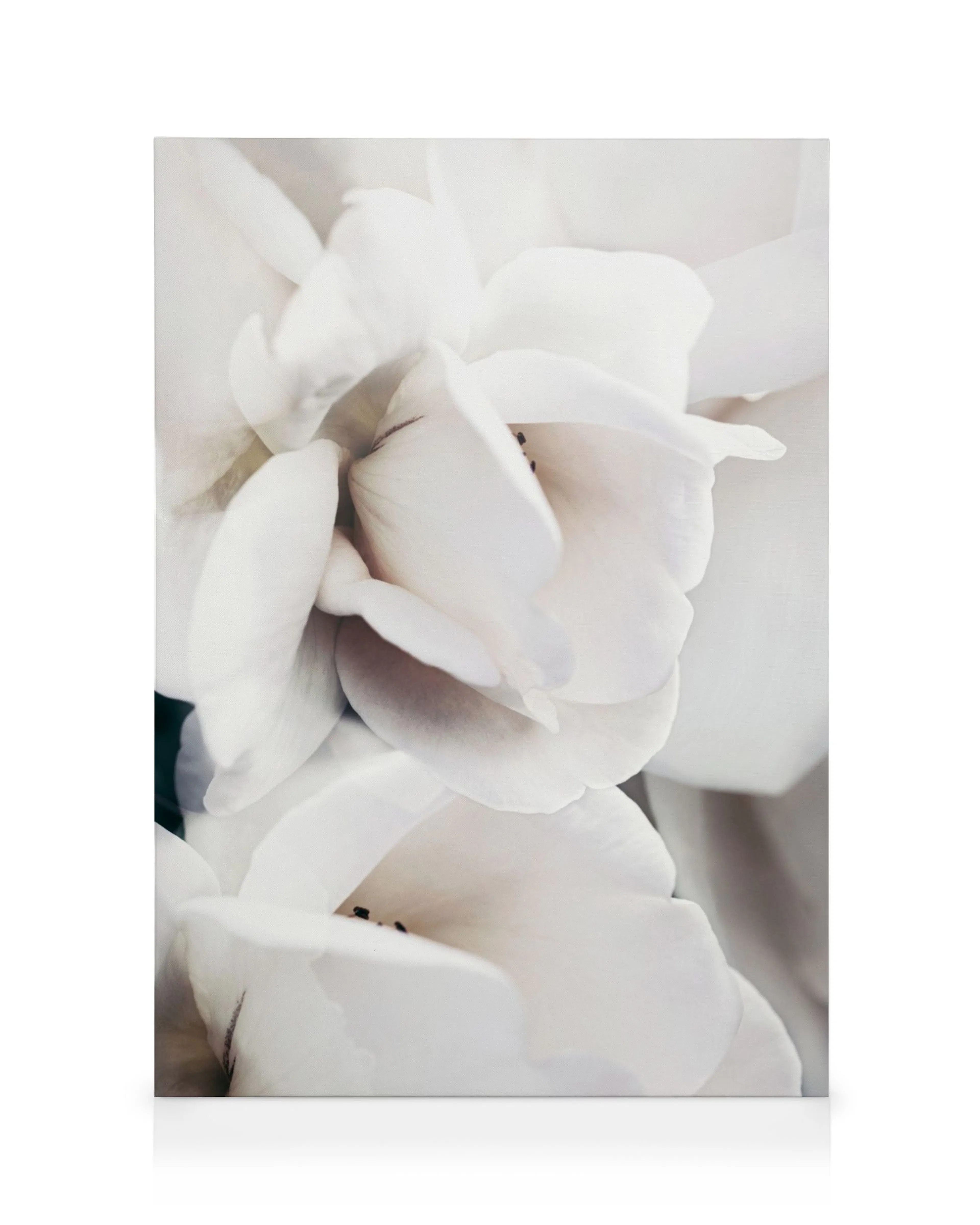 Milky white rose petals with subtle hints of pink and grey, creating a soft floral canvas print.