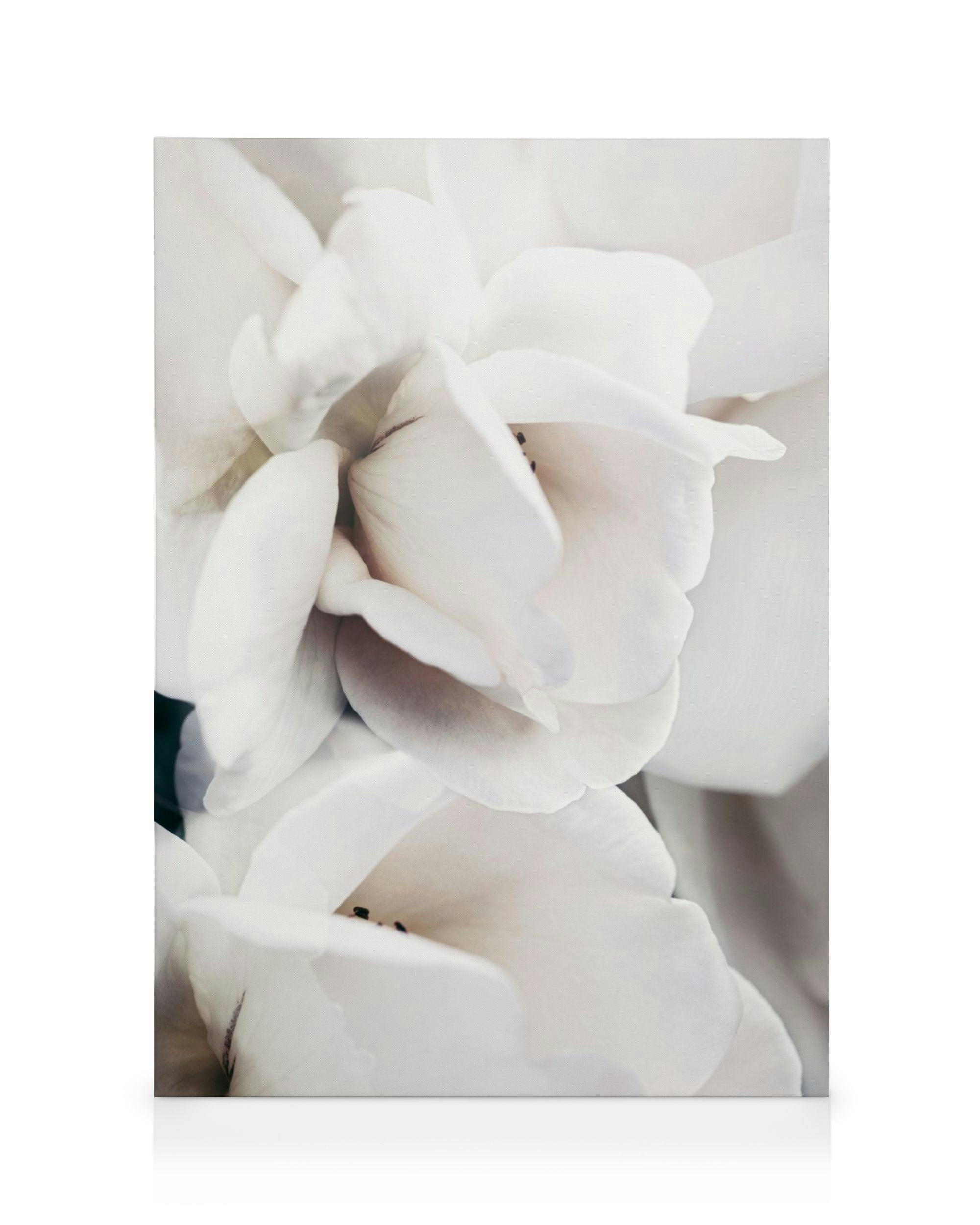 Canvas Prints Milky Rose No1 Canvas print (30x40 cm)