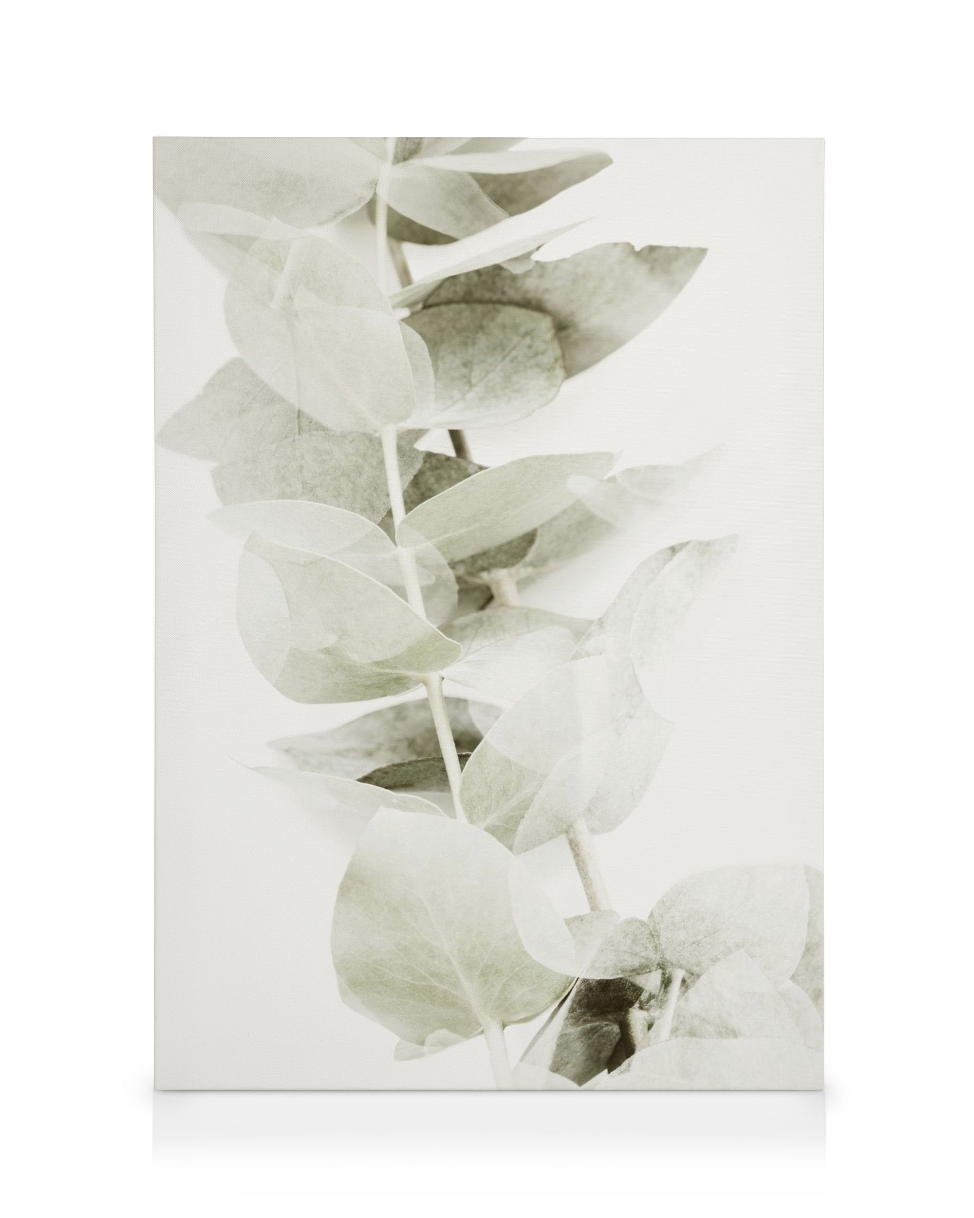 Abstract Eucalyptus No2 Canvas Print – Serene Botanical Wall Art | Desenio