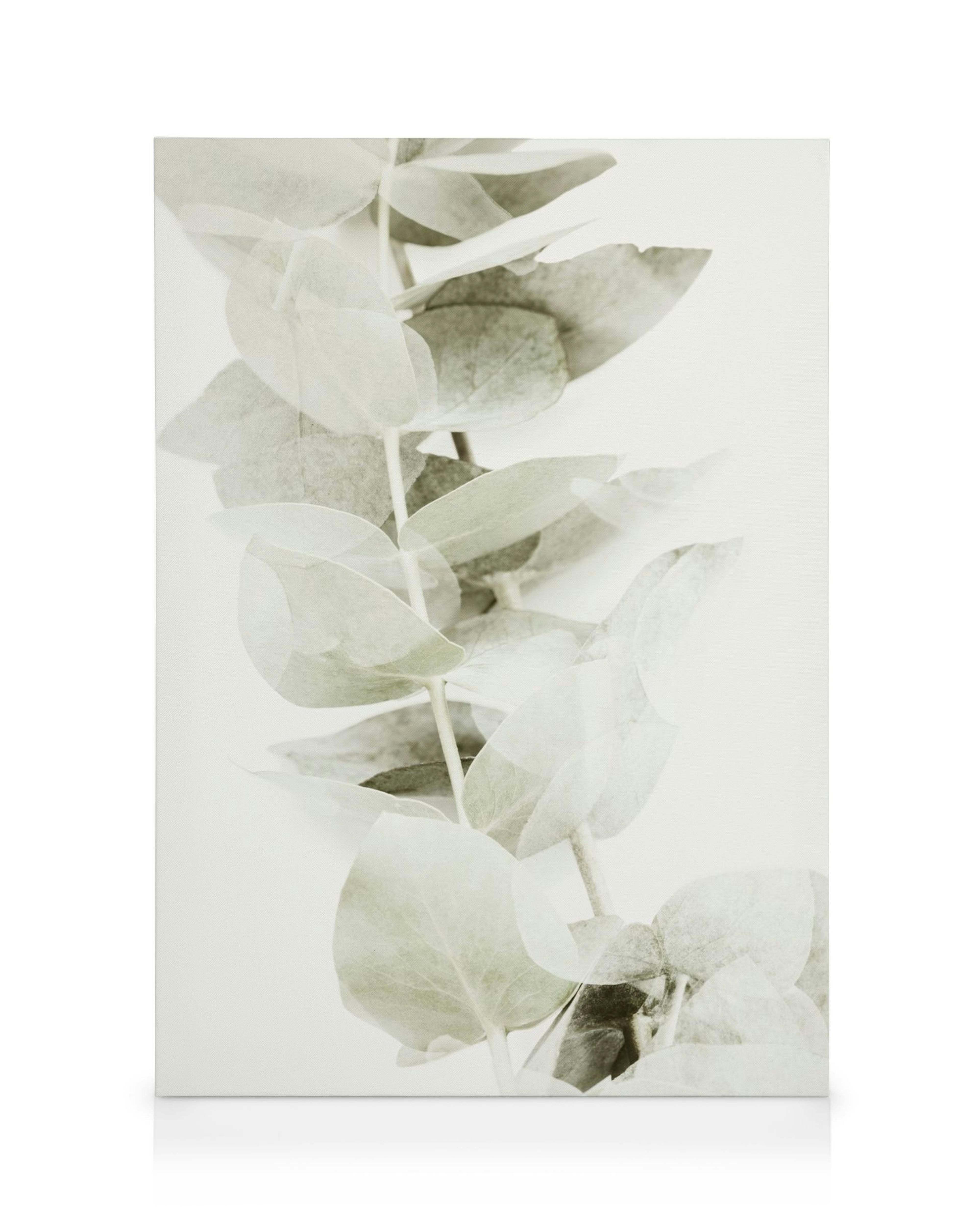 Canvas met vertakkende eucalyptusplant in zachte groen- en grijstinten op witte achtergrond, botanisch