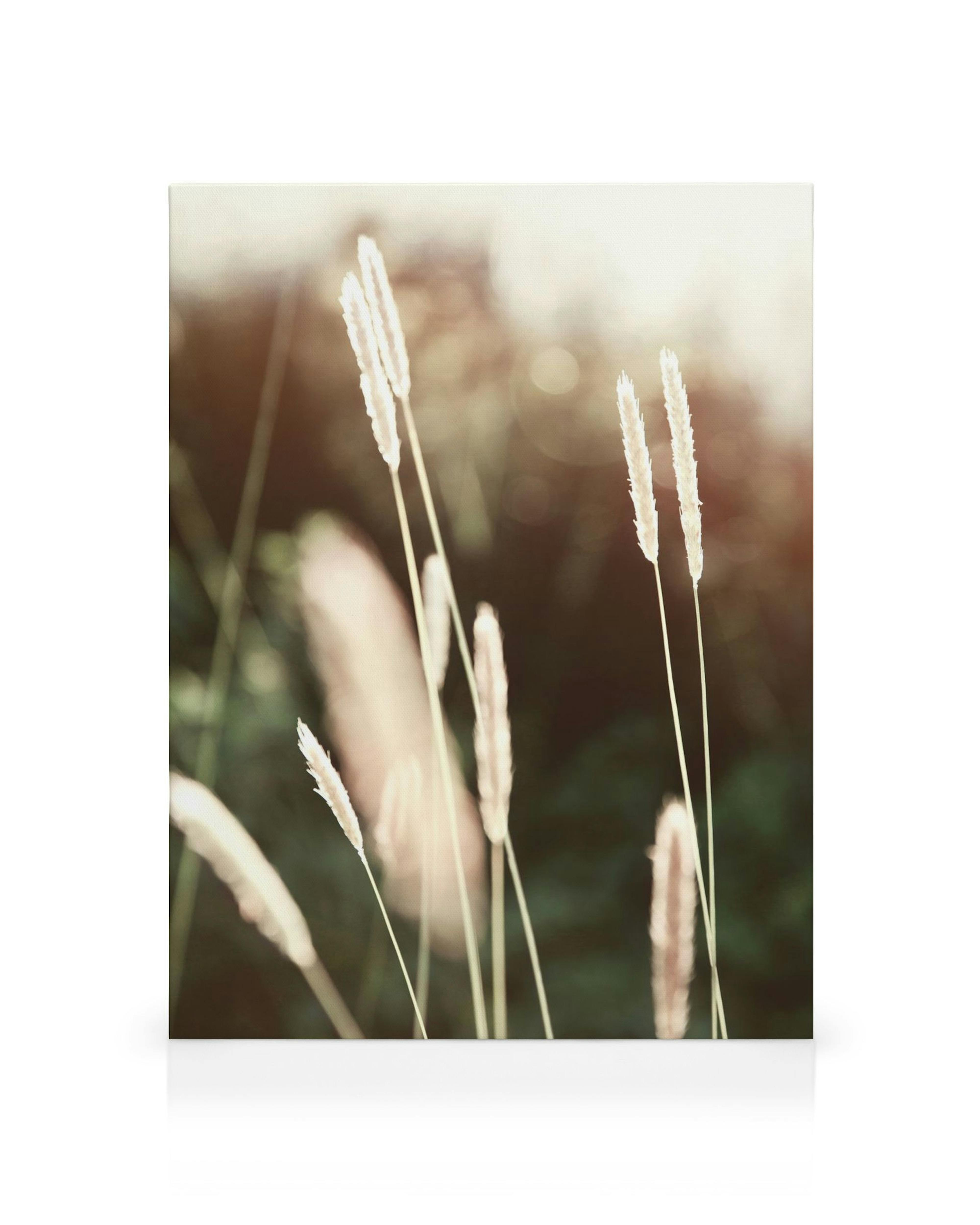 Summer field canvas print with tall green and brown grass stems, soft dreamy sunlight.