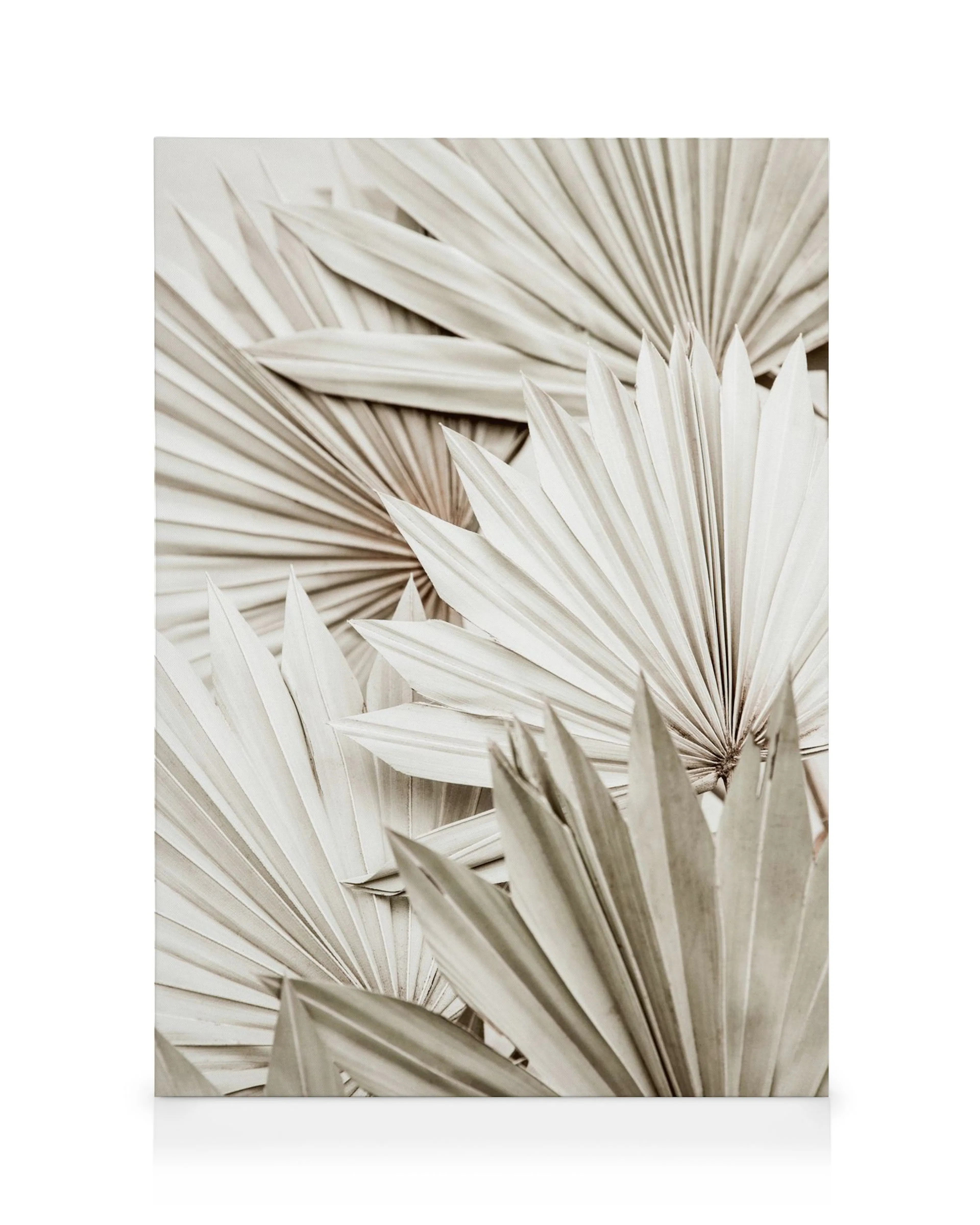 Vita palmblad, konstfotografi, canvas med botaniskt motiv i naturliga, dämpade toner.